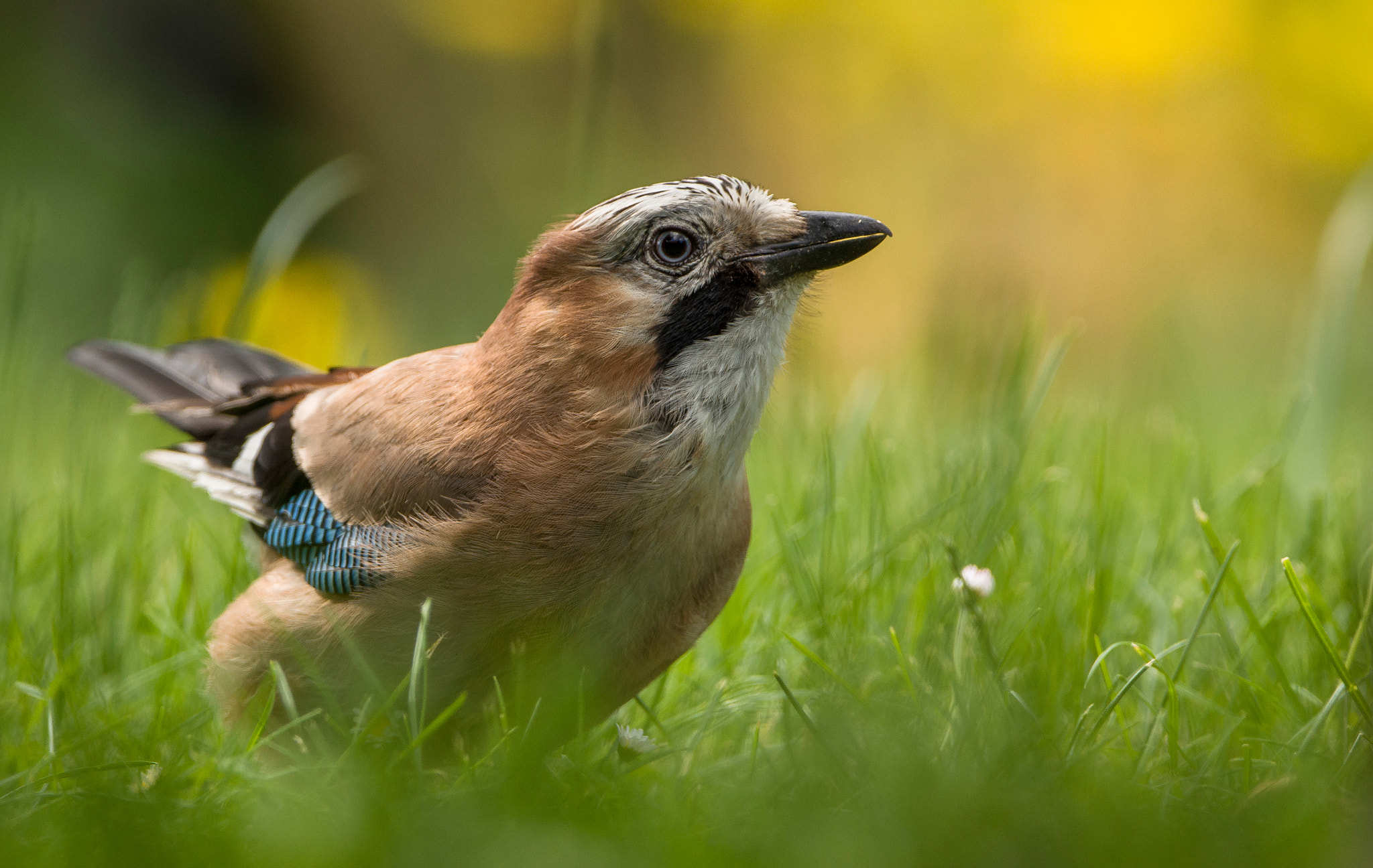 Sigma 150-600mm F5-6.3 DG OS HSM | C sample photo. Jay photography