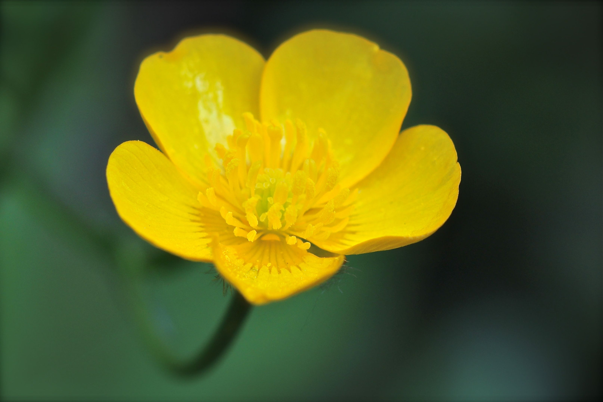 Canon EF 100mm F2.8 Macro USM sample photo. Yellow mellow photography
