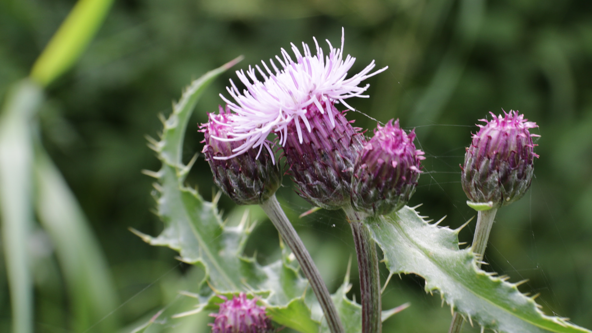 Canon 17-50mm sample photo. Nettles flowers. photography