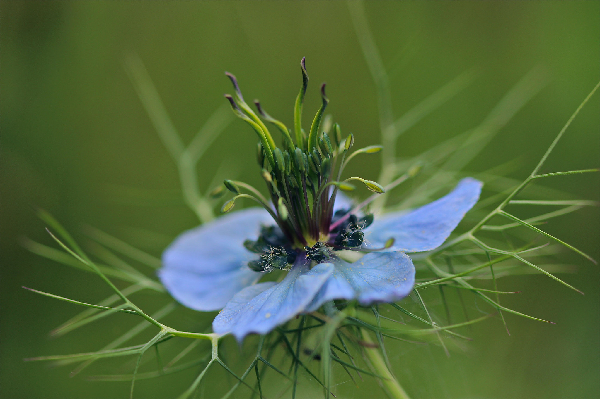 Canon EF 100mm F2.8 Macro USM sample photo. Tangled photography