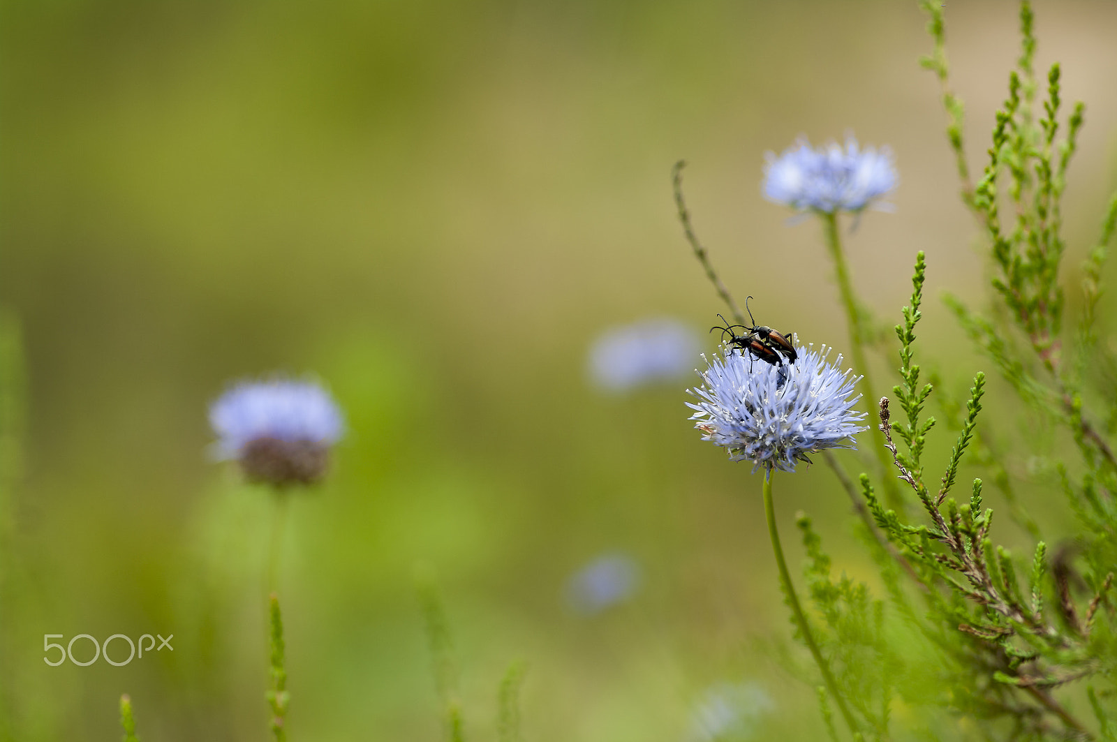 Pentax K20D + Pentax smc D-FA 100mm F2.8 macro sample photo. ........... photography