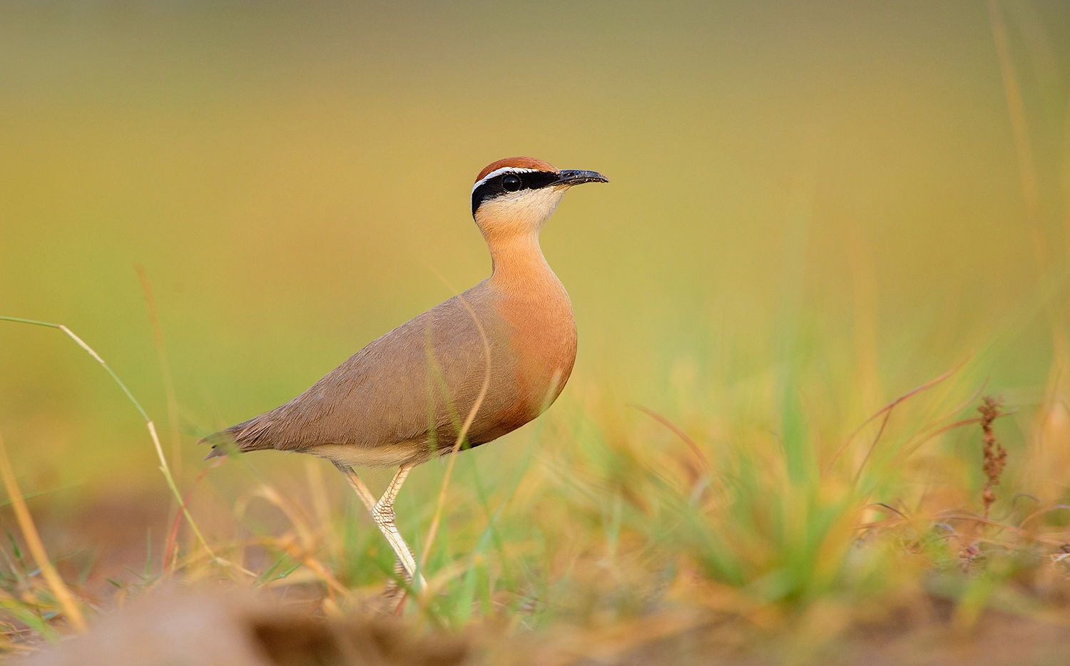 Nikon D4S + Nikon AF-S Nikkor 500mm F4G ED VR sample photo. Indian courser photography