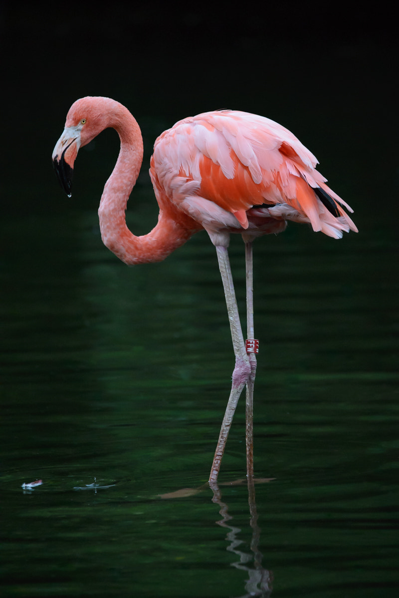 Nikon D600 sample photo. Greater flamingo photography
