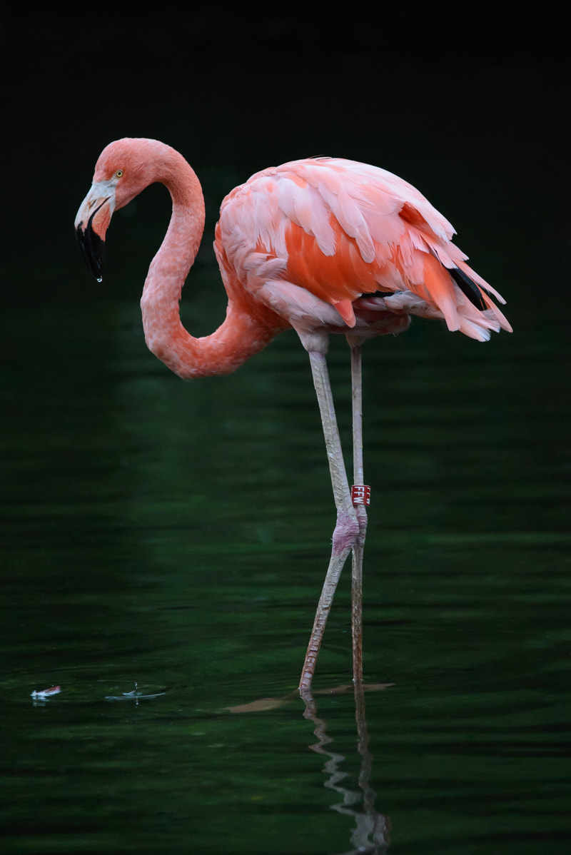 Sigma 150-500mm F5-6.3 DG OS HSM sample photo. Greater flamingo photography