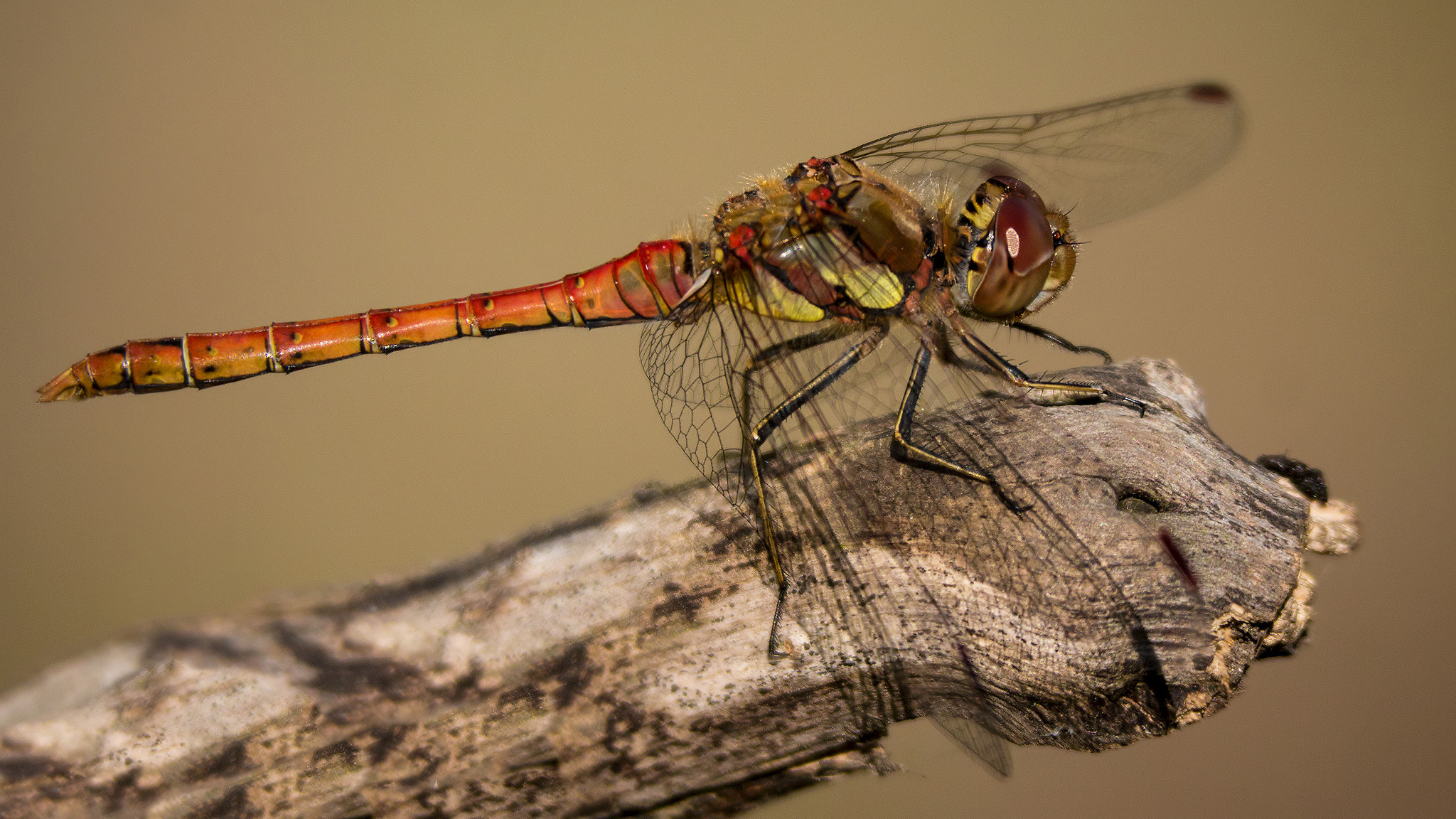 Panasonic Lumix DMC-G6 sample photo. Common darter (male) at rest photography
