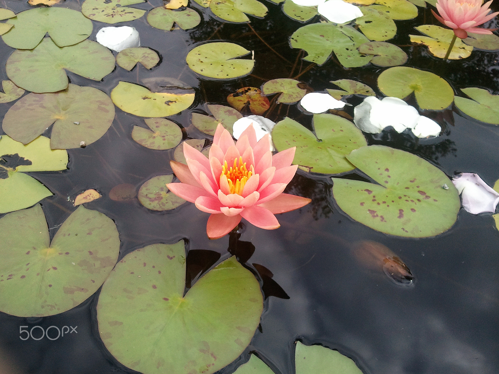 Samsung Galaxy S sample photo. Samsung photography