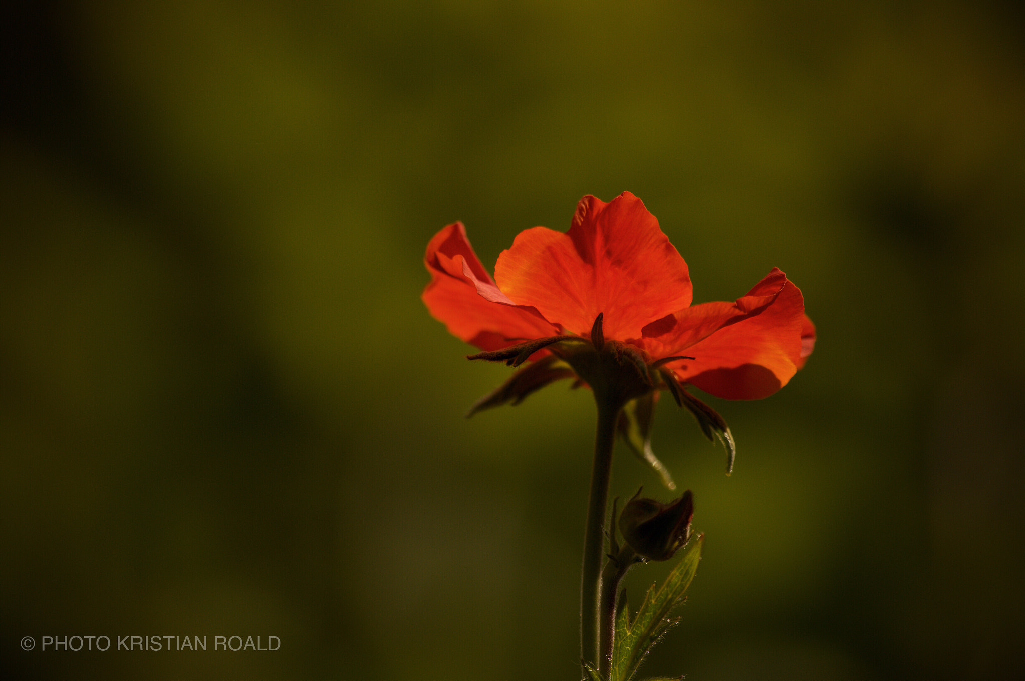 Sony 70-300mm F4.5-5.6 G SSM sample photo. Flower photography