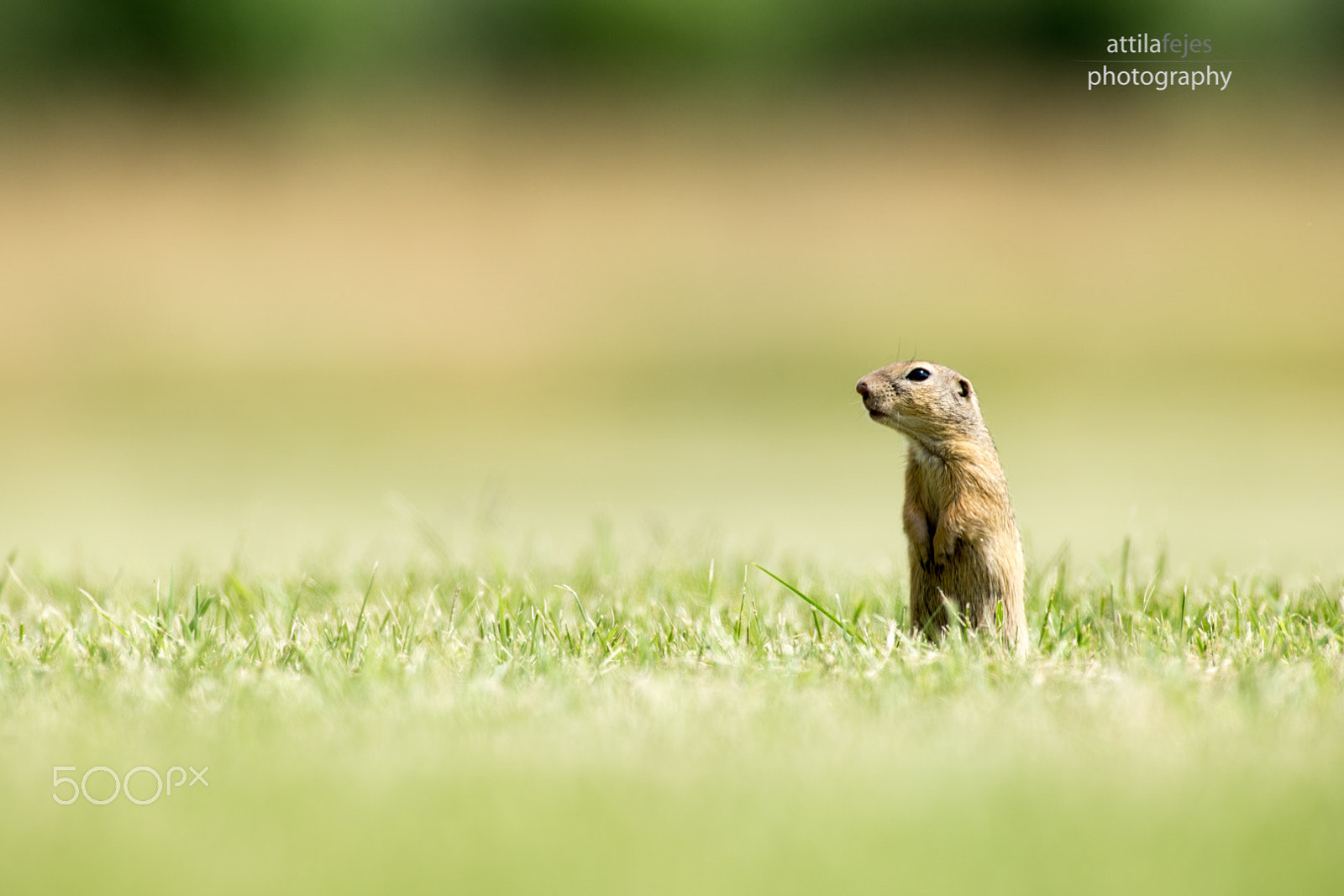Canon EOS 6D + Canon EF 300mm f/2.8L + 2x sample photo. Where? photography