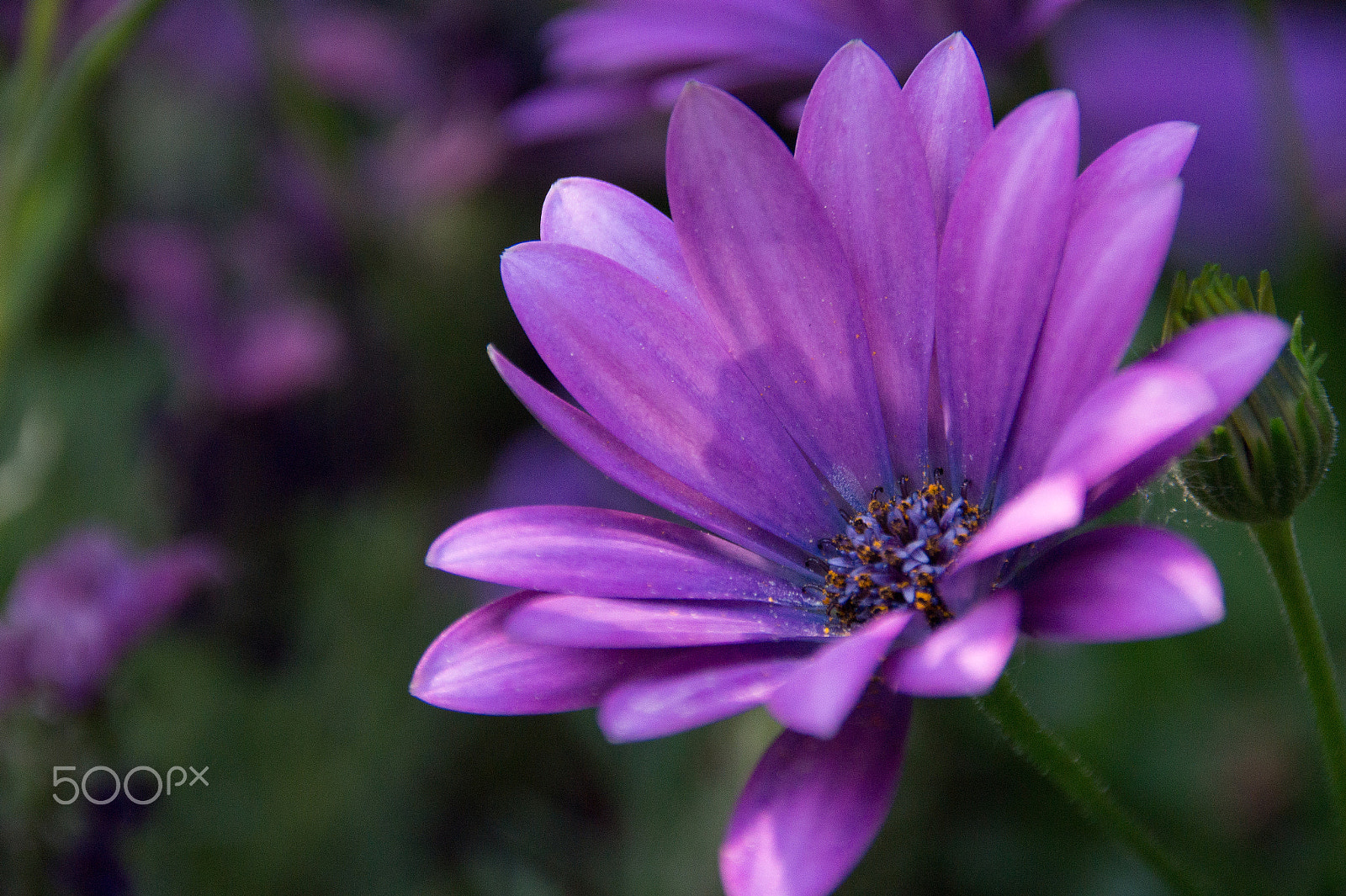 Sony SLT-A58 sample photo. Purple photography