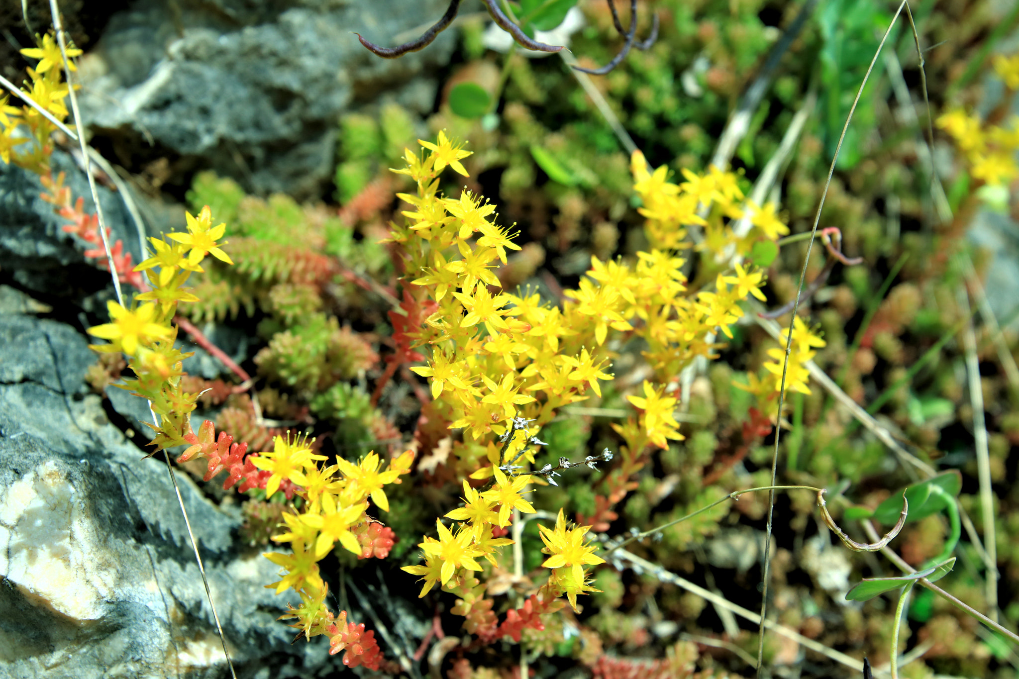 Canon EOS 750D (EOS Rebel T6i / EOS Kiss X8i) sample photo. Flower photography