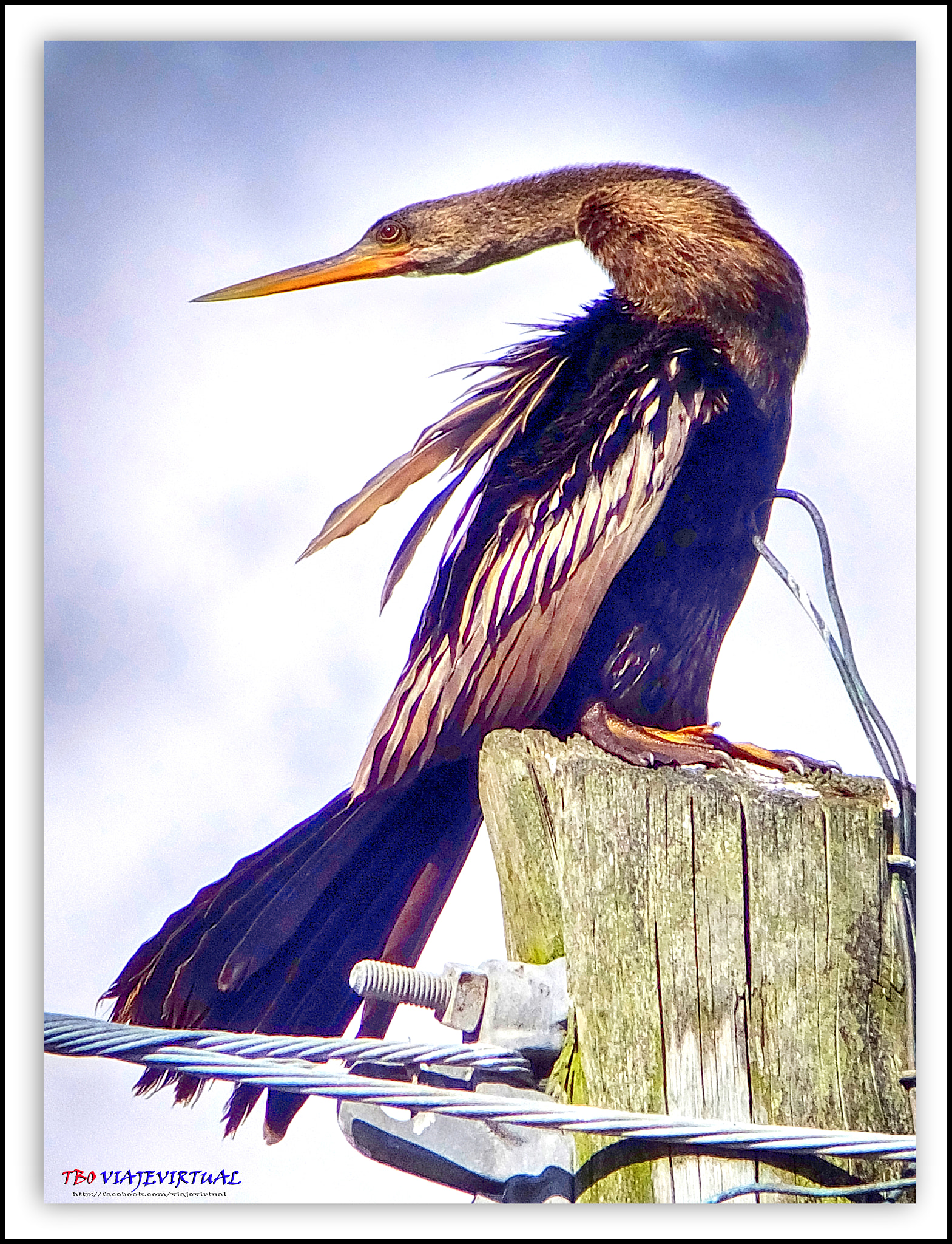 Fujifilm FinePix F850EXR sample photo. Anhinga perfection photography