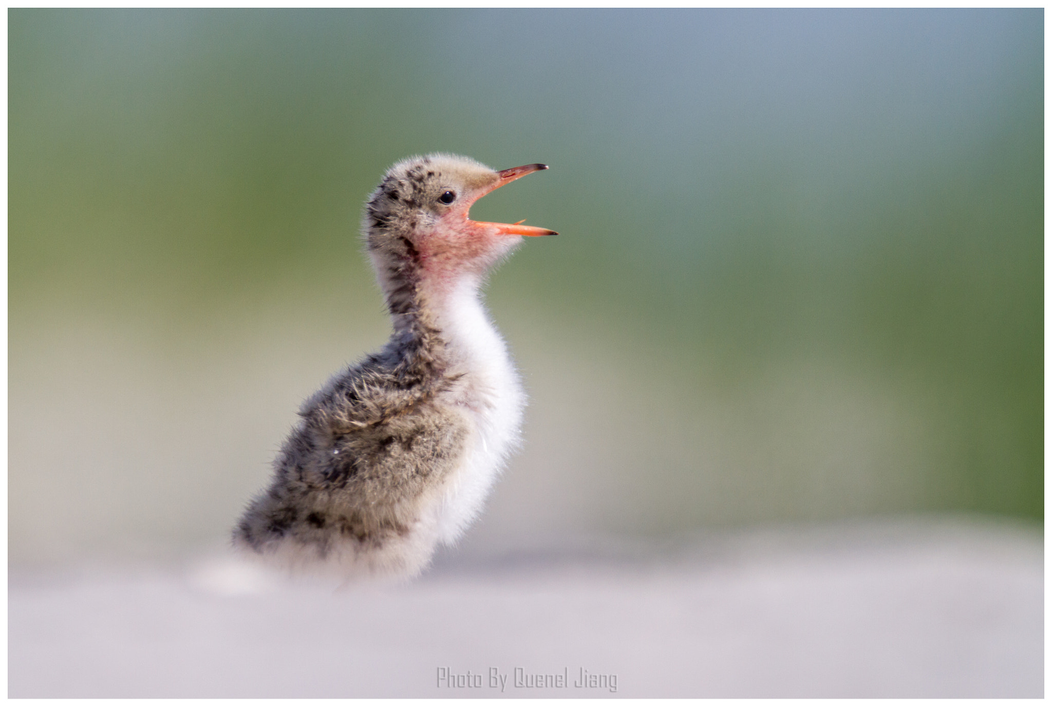 Canon EF 600mm F4L IS USM sample photo. Young tern photography