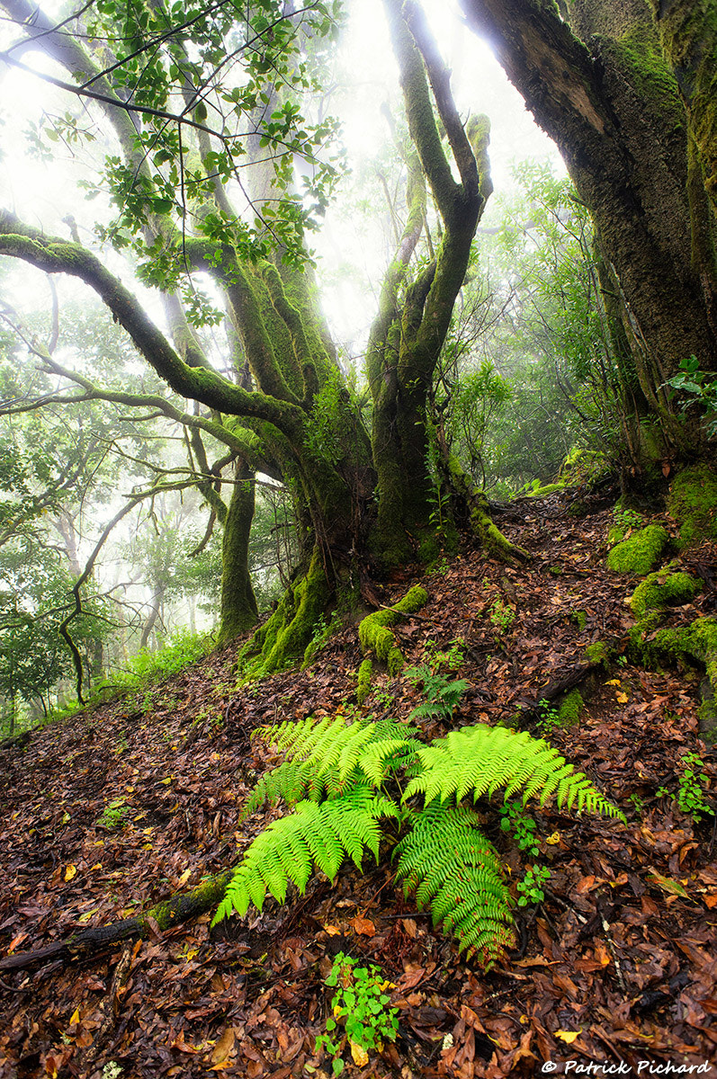 Nikon D810 + Nikon AF Nikkor 20mm F2.8D sample photo. Tropical forest photography