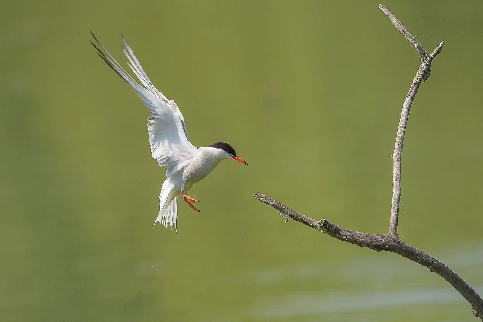 Nikon D4S + Nikon AF-S Nikkor 600mm F4G ED VR sample photo. Sterna hirundo - sterna comune - sterne pierregarin photography