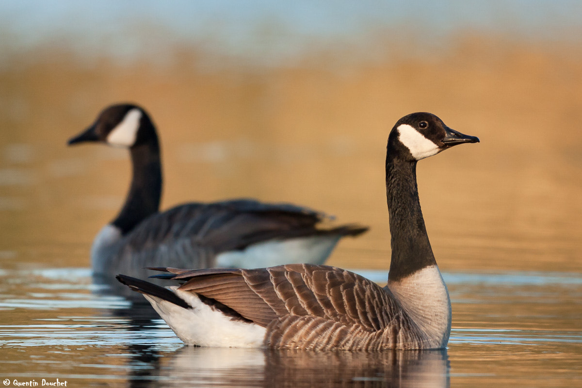 Canon EF 600mm F4L IS II USM sample photo. Bernache du canada photography