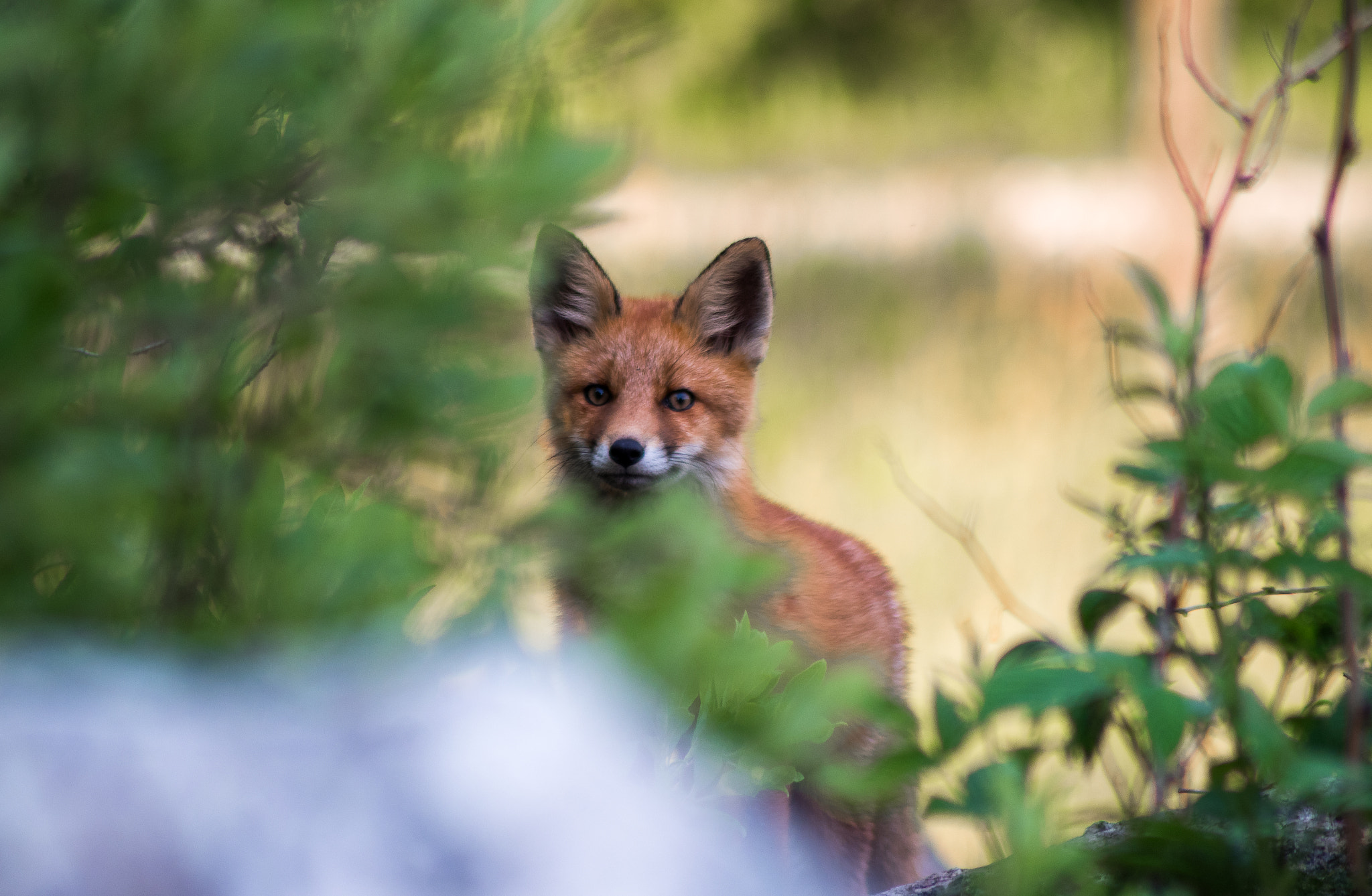 Pentax K-S1 + Tamron AF 70-300mm F4-5.6 Di LD Macro sample photo. Fox photography