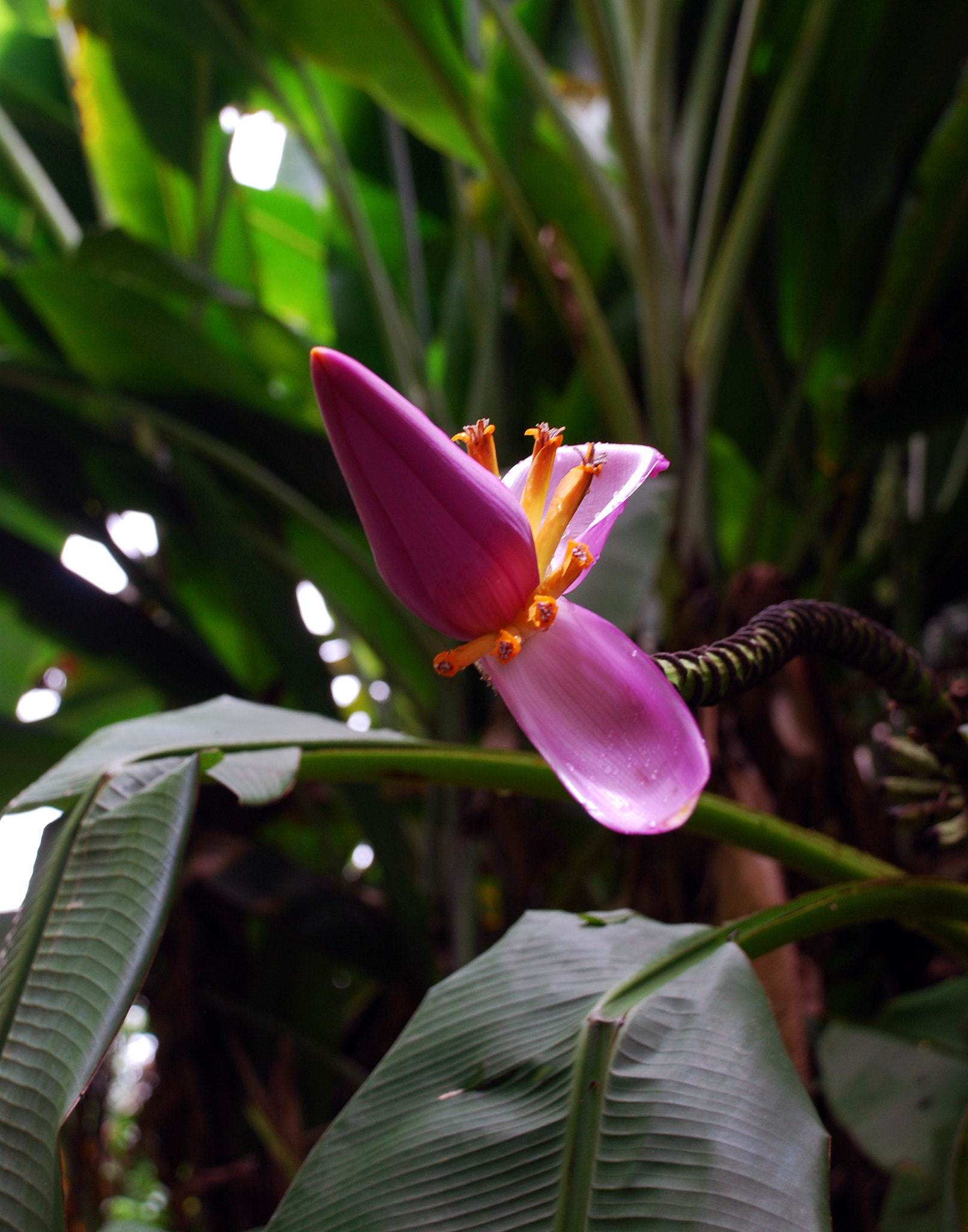Nikon D40X sample photo. Flowering banana, akaka  falls, hawaii photography