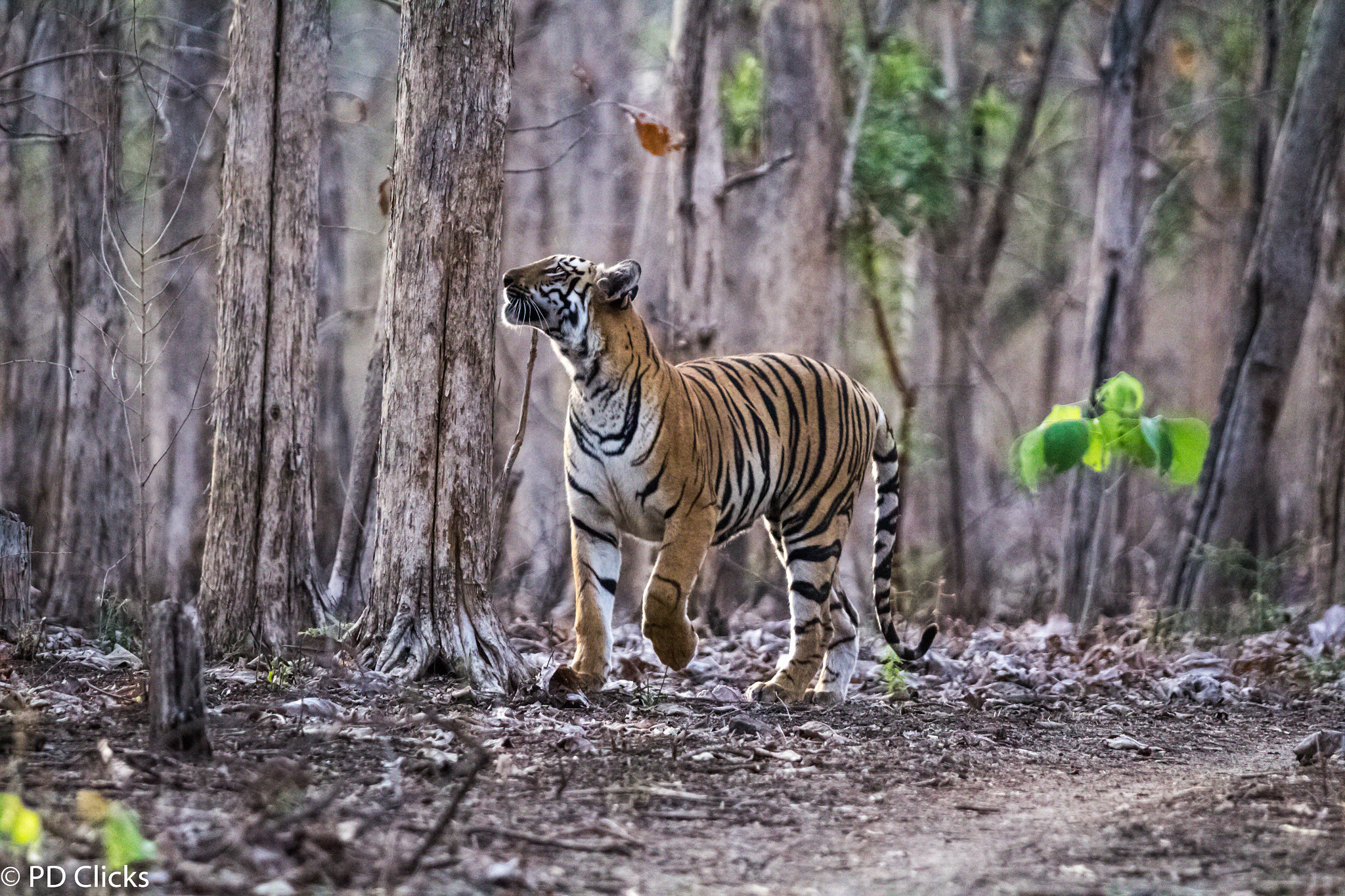 Sigma 150-500mm F5-6.3 DG OS HSM sample photo. Tiger photography