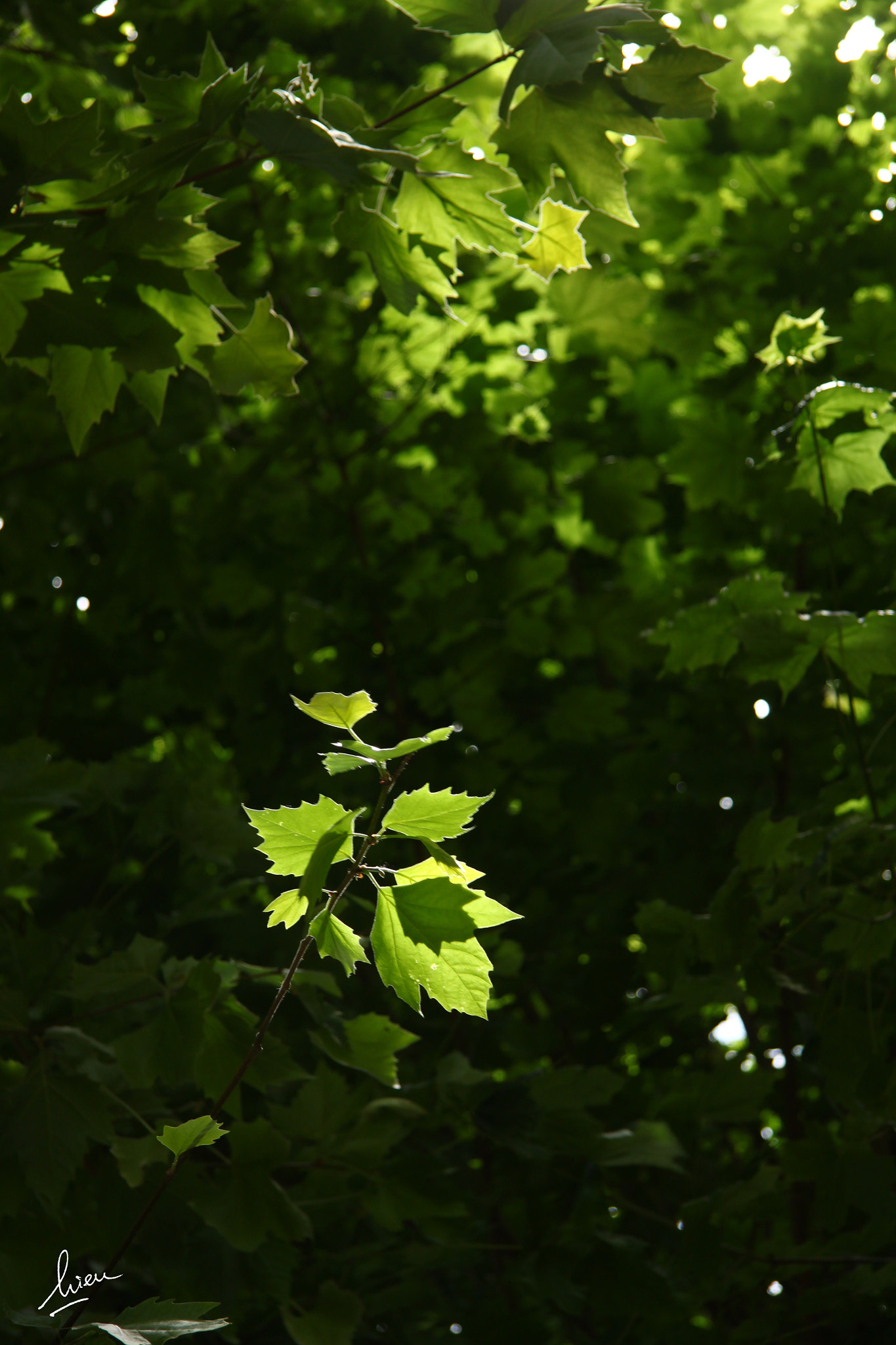 Canon EOS 500D (EOS Rebel T1i / EOS Kiss X3) sample photo. Under the tree photography