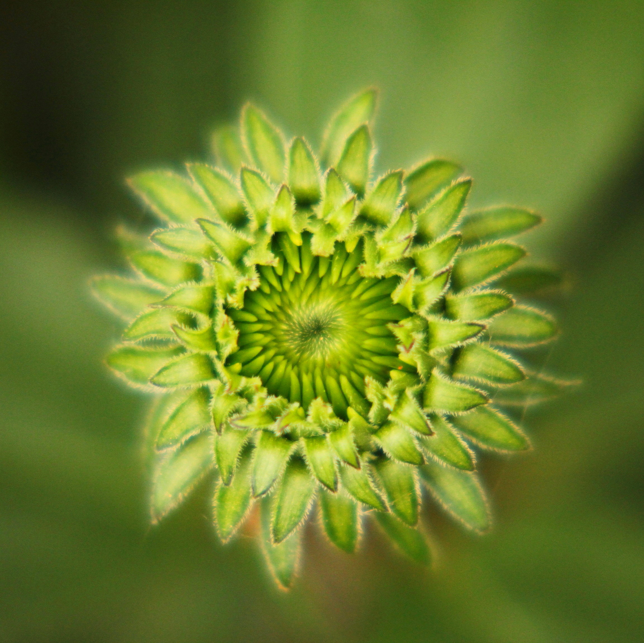Canon EF-S 55-250mm F4-5.6 IS II sample photo. Green coneflower photography