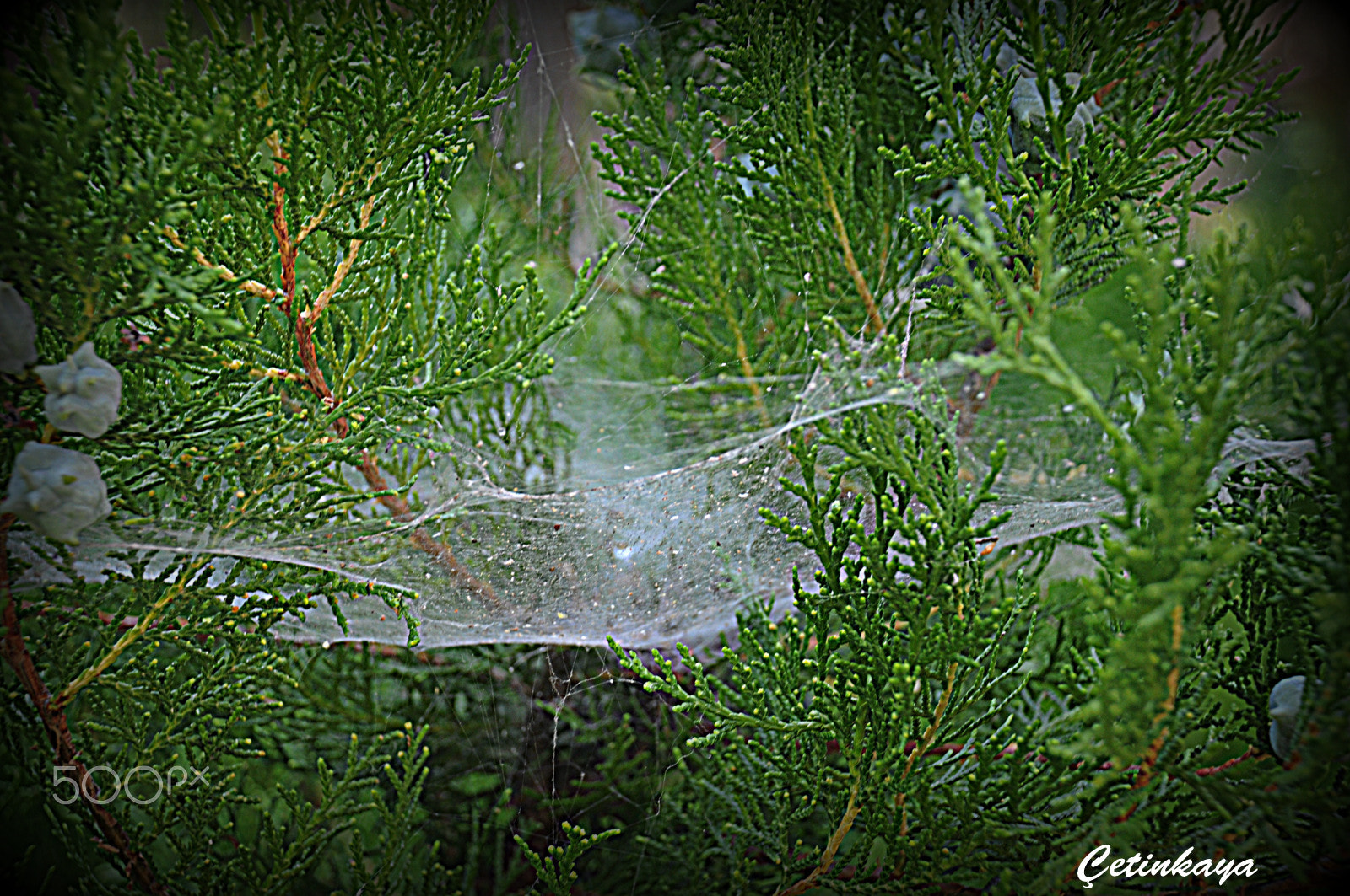 Nikon D300S sample photo. Spıder trap photography