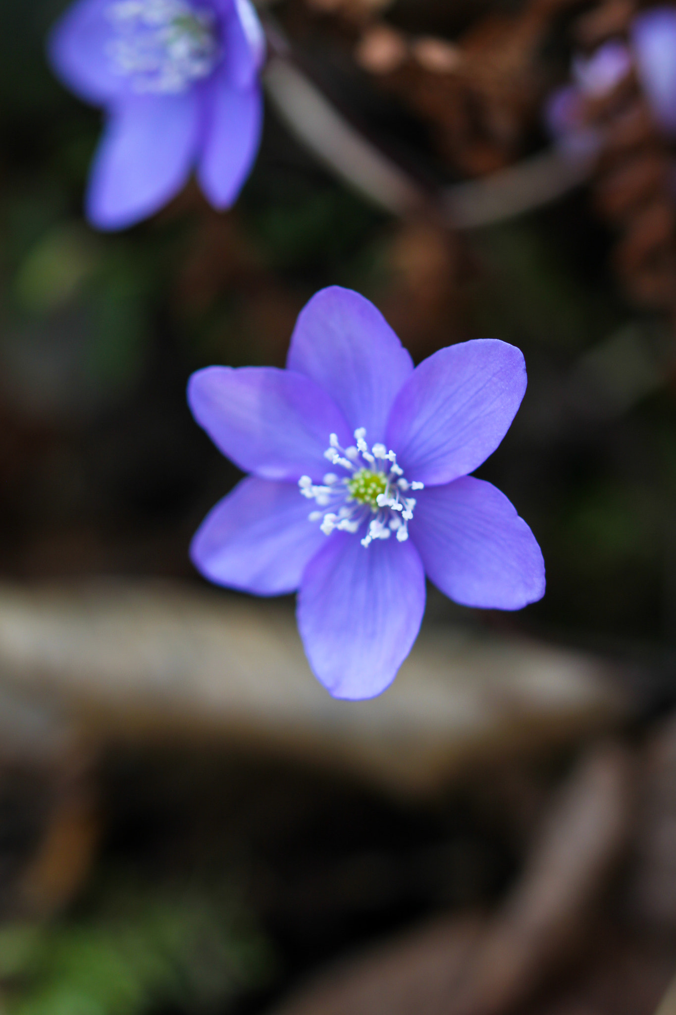 Sigma 105mm F2.8 EX DG OS HSM sample photo. Hepatica nobilis photography
