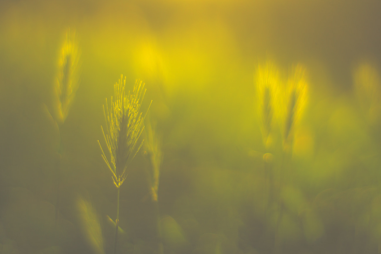 Sony SLT-A77 + Minolta AF 50mm F1.7 sample photo. On a meadow in soft light photography