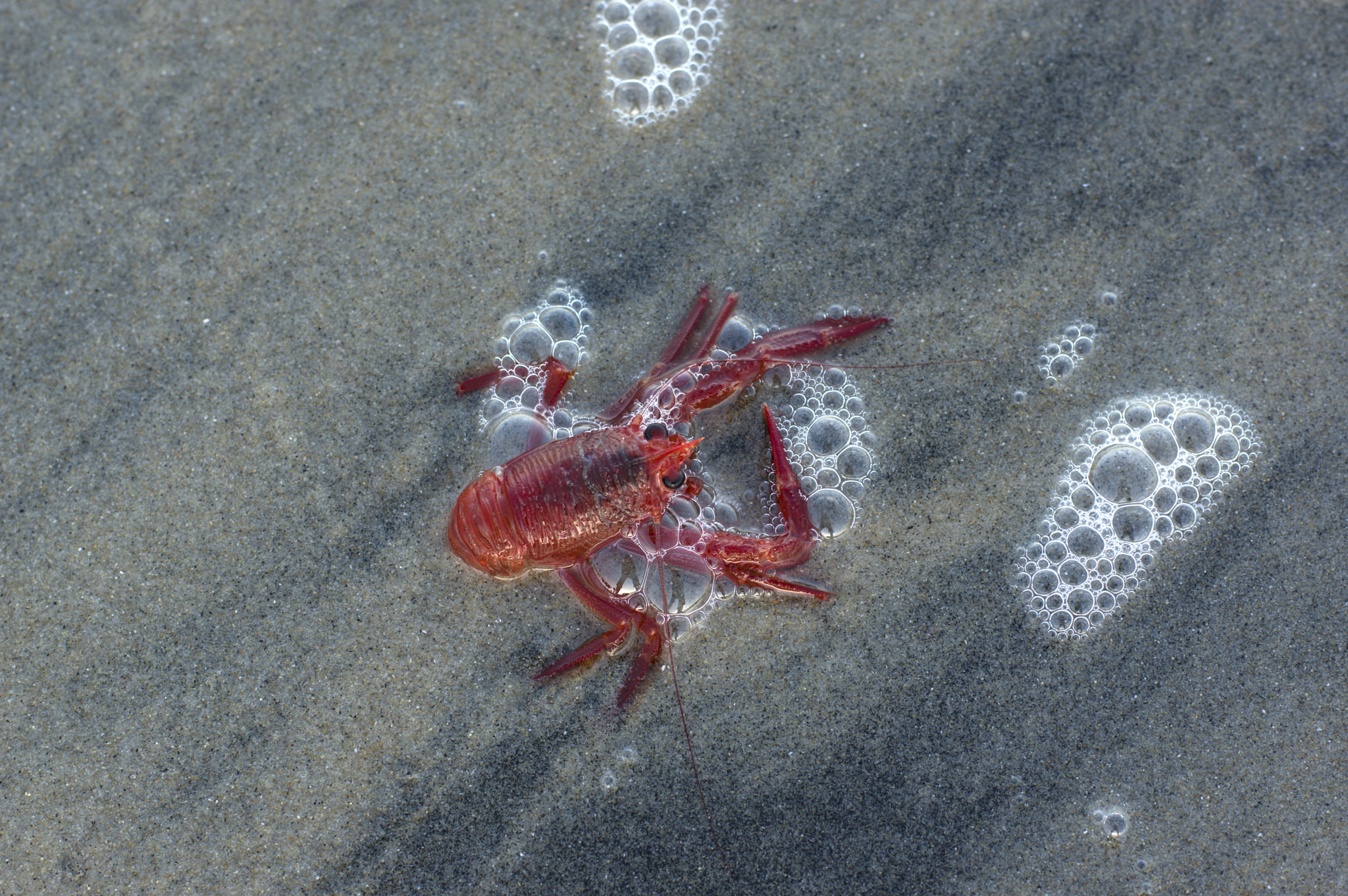 Pentax smc DA* 55mm F1.4 SDM sample photo. In the surf photography