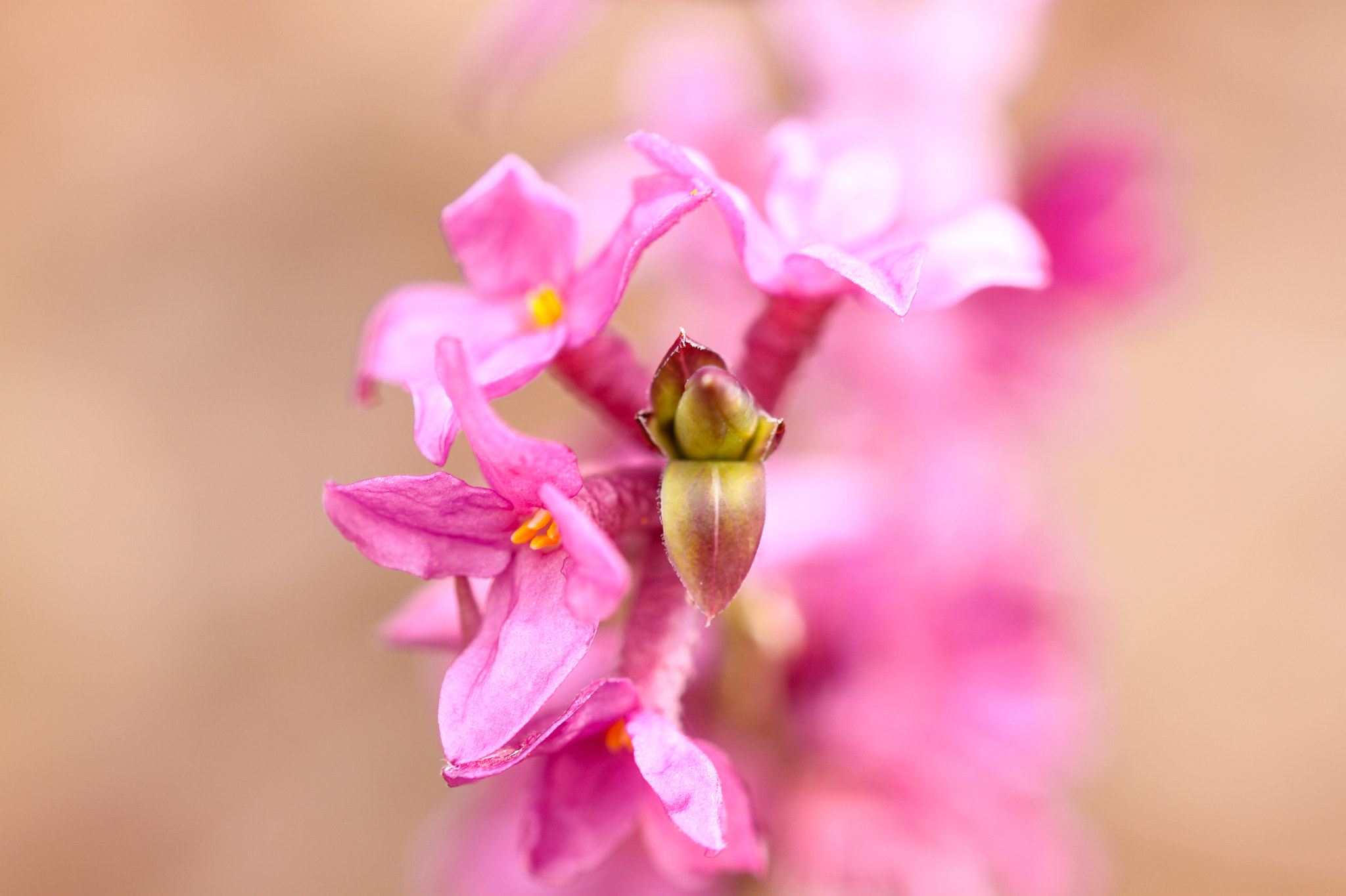 Sigma 105mm F2.8 EX DG OS HSM sample photo. Daphne mezereum photography