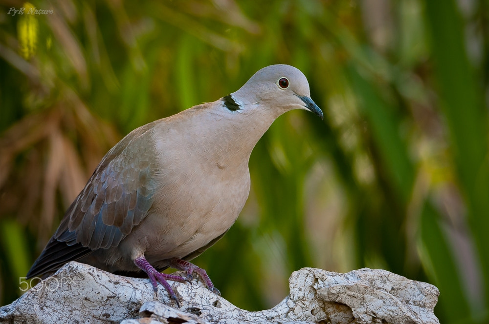 Nikon D300S sample photo. En alerta photography