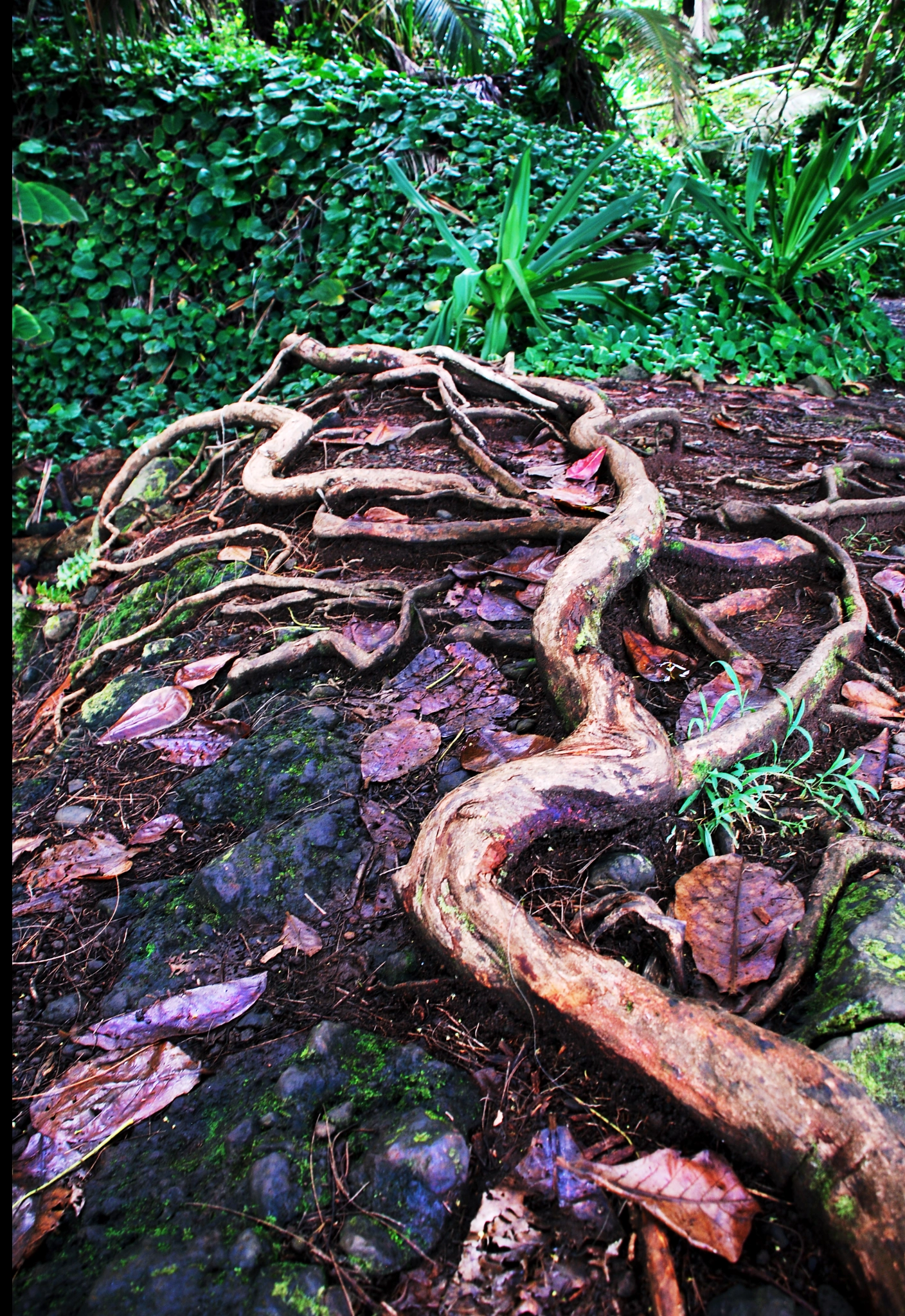 Nikon D40X sample photo. Creeping root photography