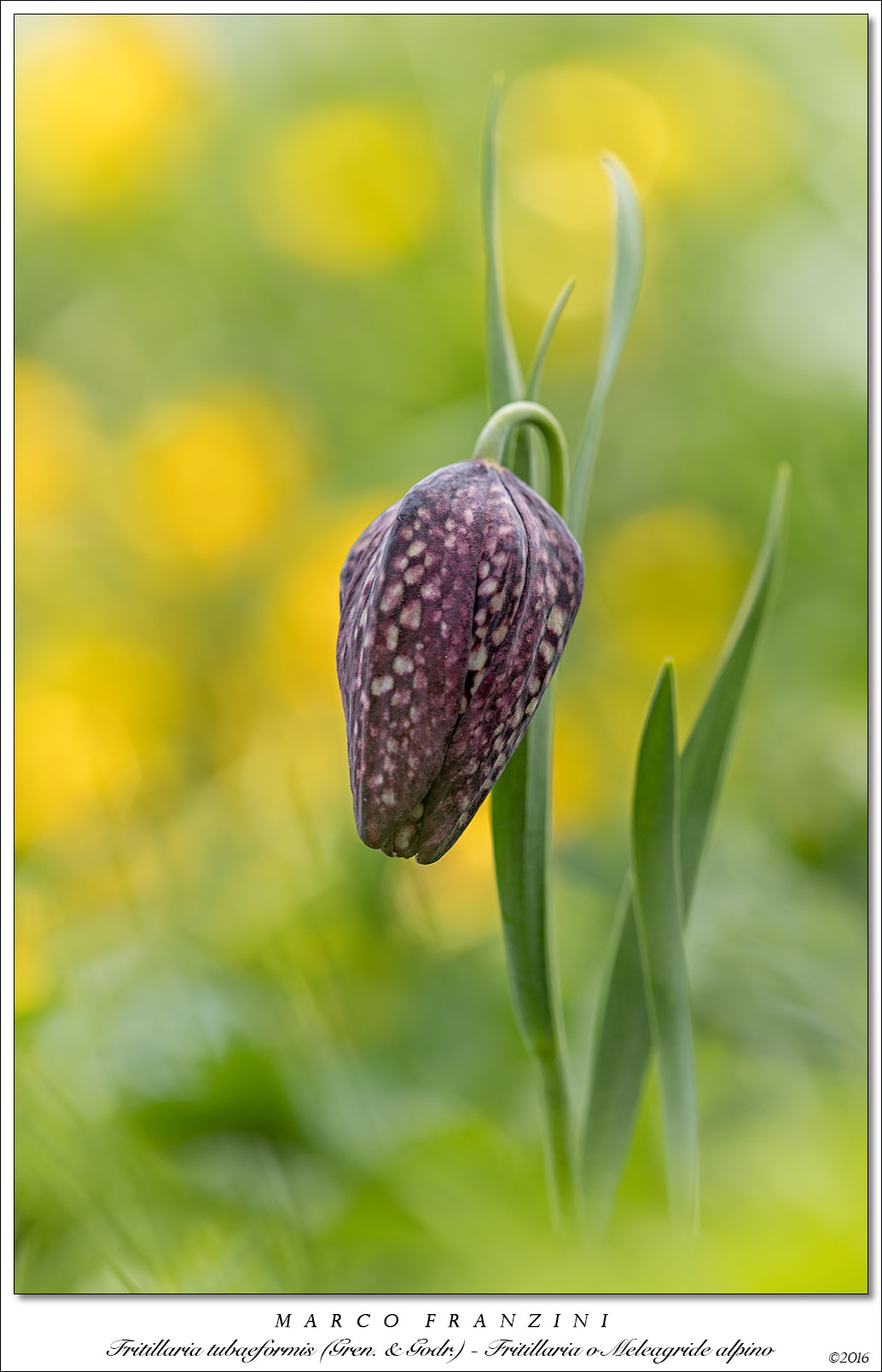 Canon EF 180mm F3.5L Macro USM sample photo. Dangerous elegance photography