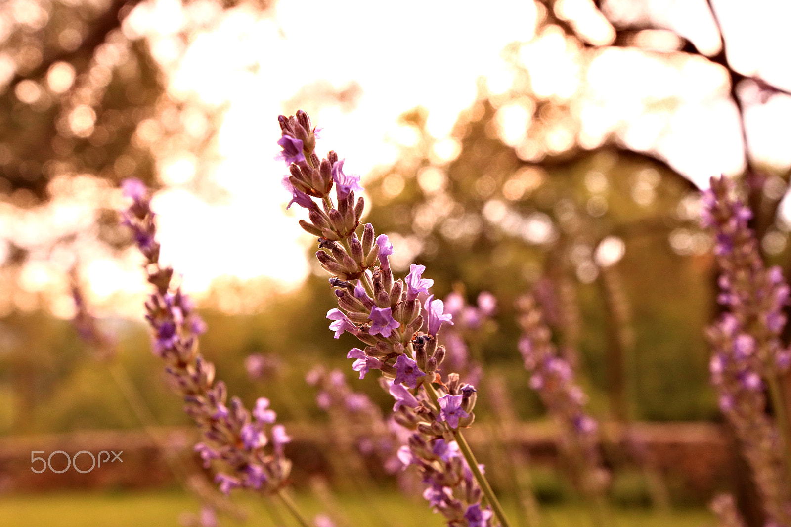 Canon EOS 750D (EOS Rebel T6i / EOS Kiss X8i) sample photo. Lavender photography