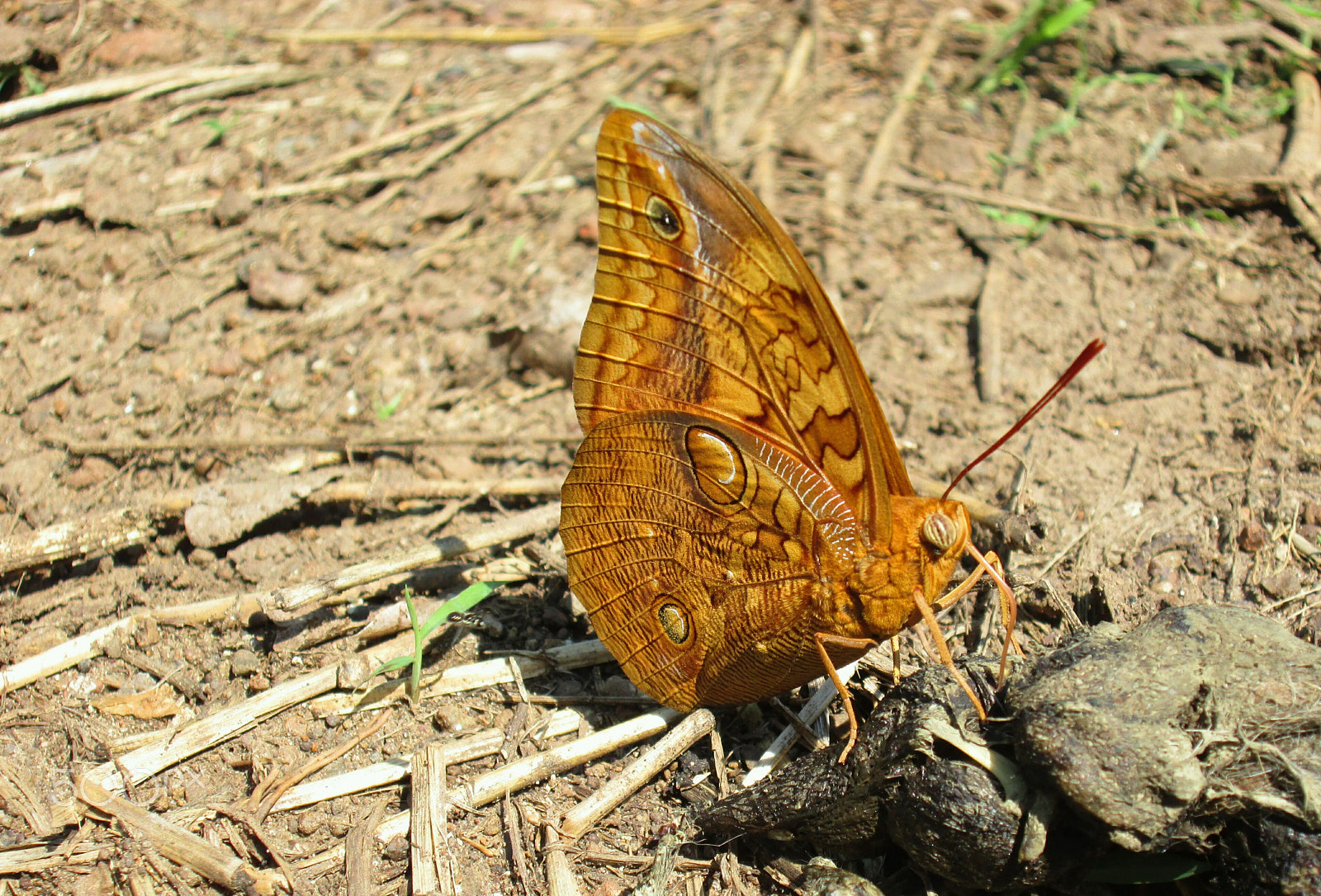 Canon PowerShot A3500 IS sample photo. Golden wings photography