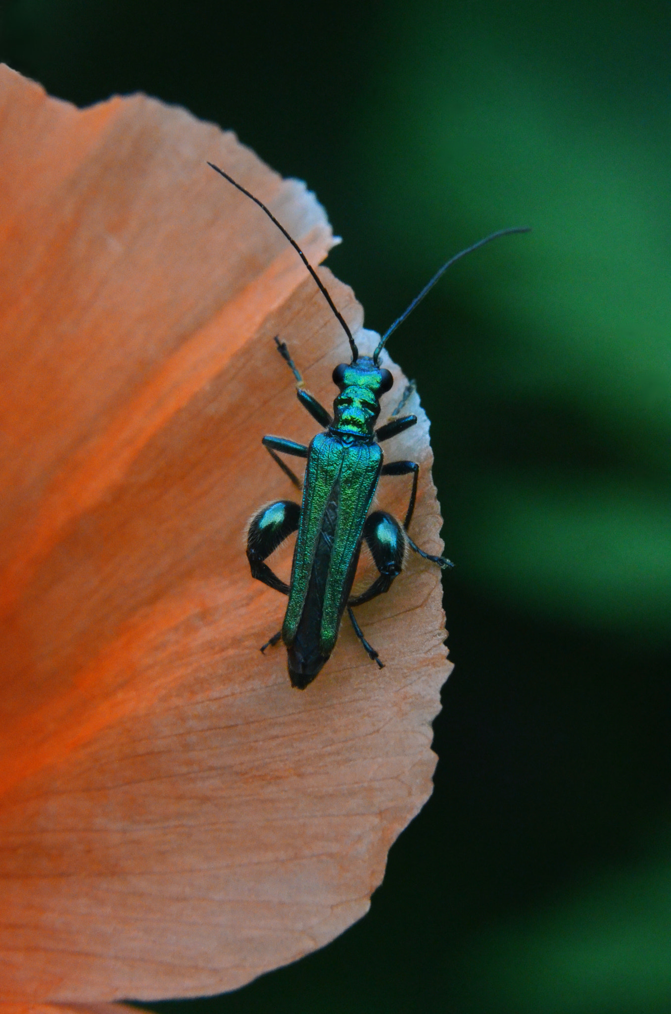 Manual Lens No CPU sample photo. Green&orange photography