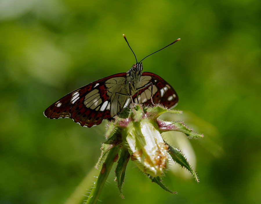 Pentax K20D + smc PENTAX-FA Macro 100mm F2.8 sample photo. Buterfly photography