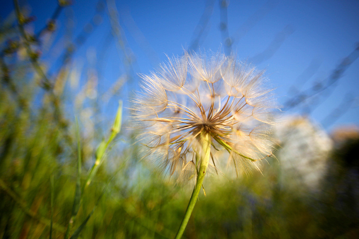 Canon EOS 5D Mark II + Sigma 20mm EX f/1.8 sample photo. *** photography