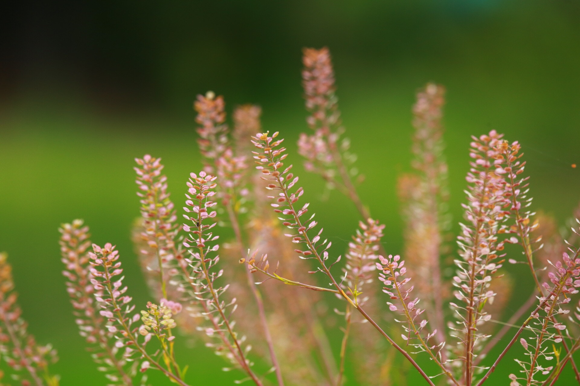 Canon EF 70-200mm F4L IS USM sample photo. Grass photography