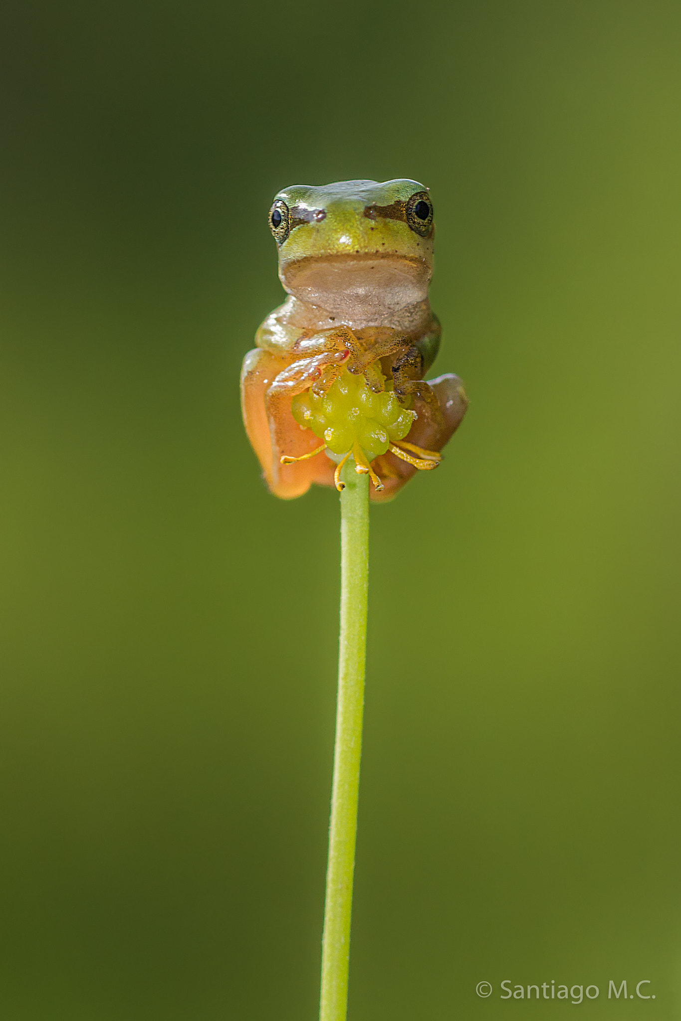 Sony SLT-A77 + Sony 100mm F2.8 Macro sample photo. Hyla aborea photography