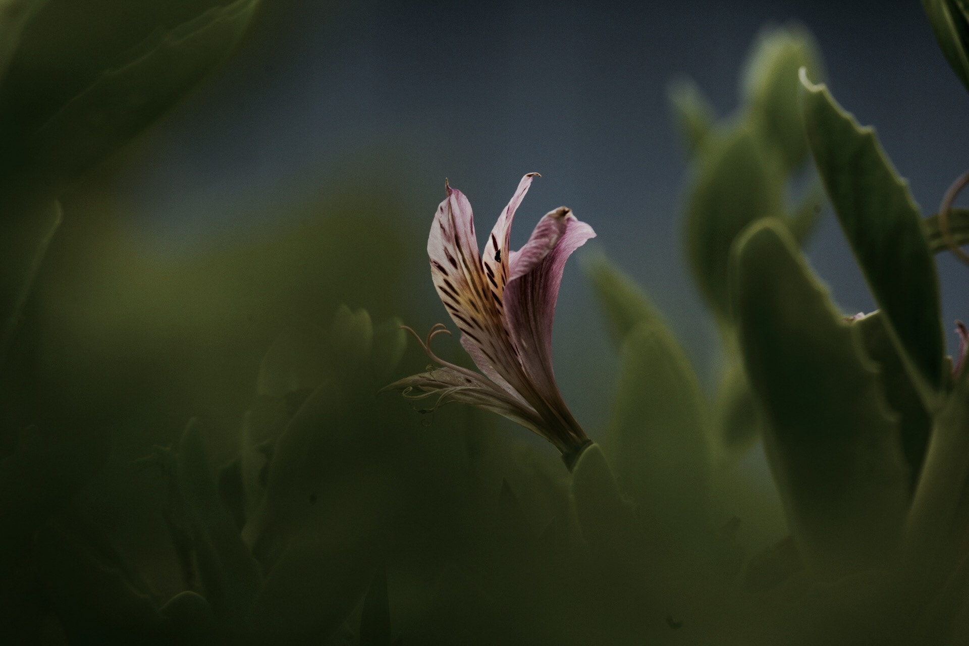 Canon EF 70-200mm F4L IS USM sample photo. Alstroemeria photography