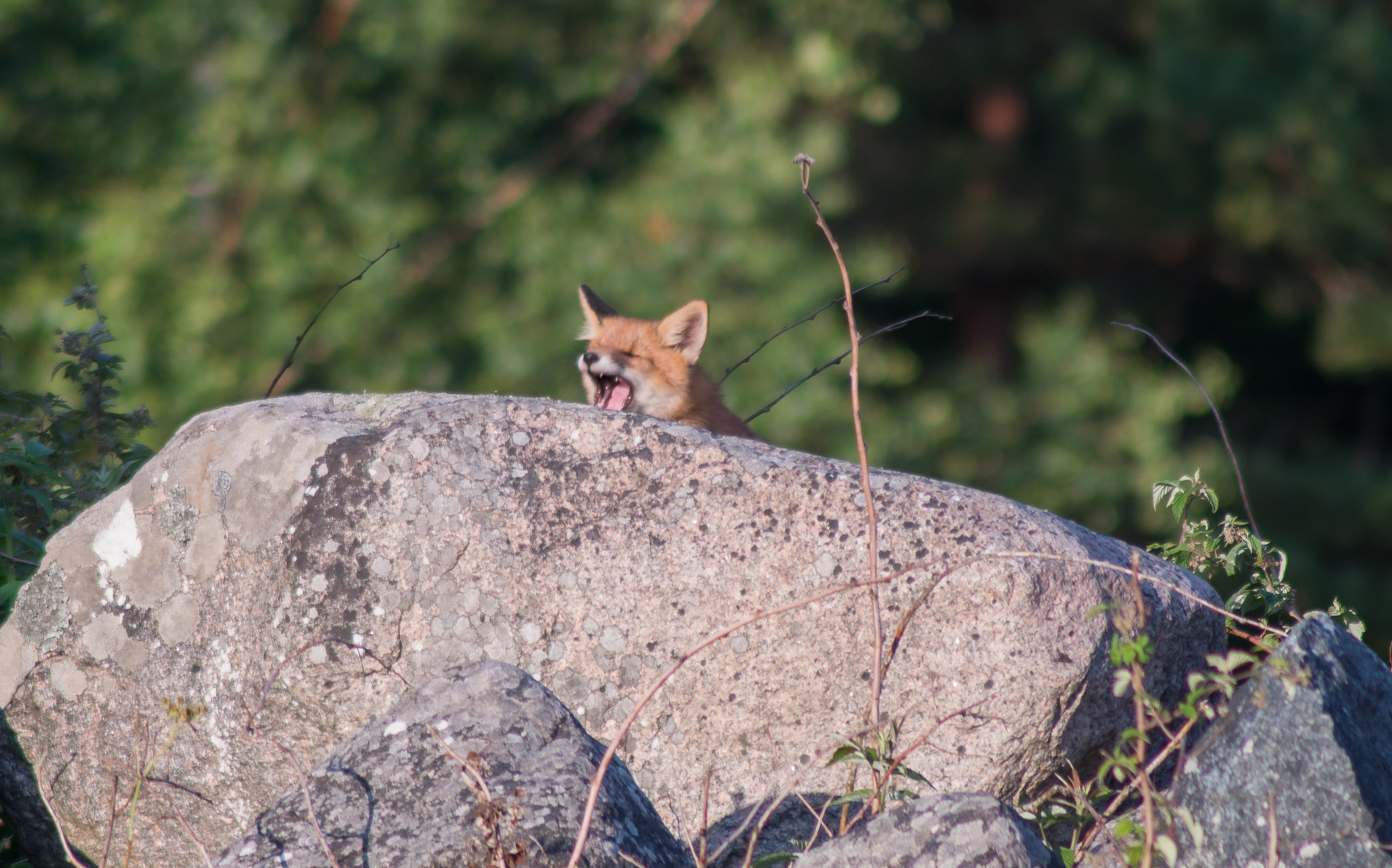 Pentax K-S1 + Tamron AF 70-300mm F4-5.6 Di LD Macro sample photo. Slumber : fox photography