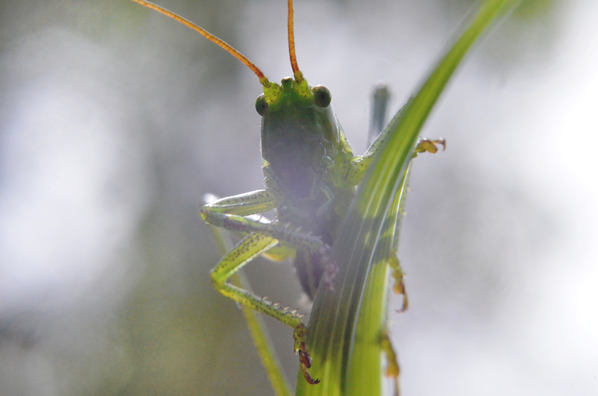 Manual Lens No CPU sample photo. Huhu photography