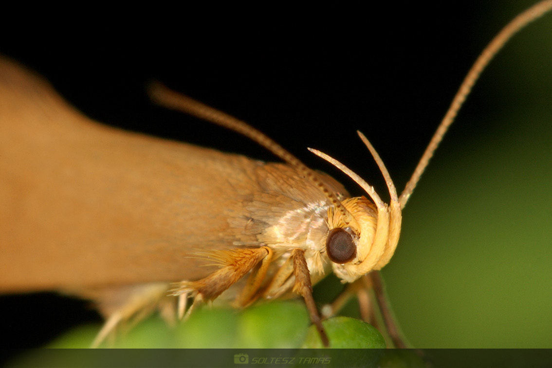 Canon EF 100mm F2.8 Macro USM sample photo