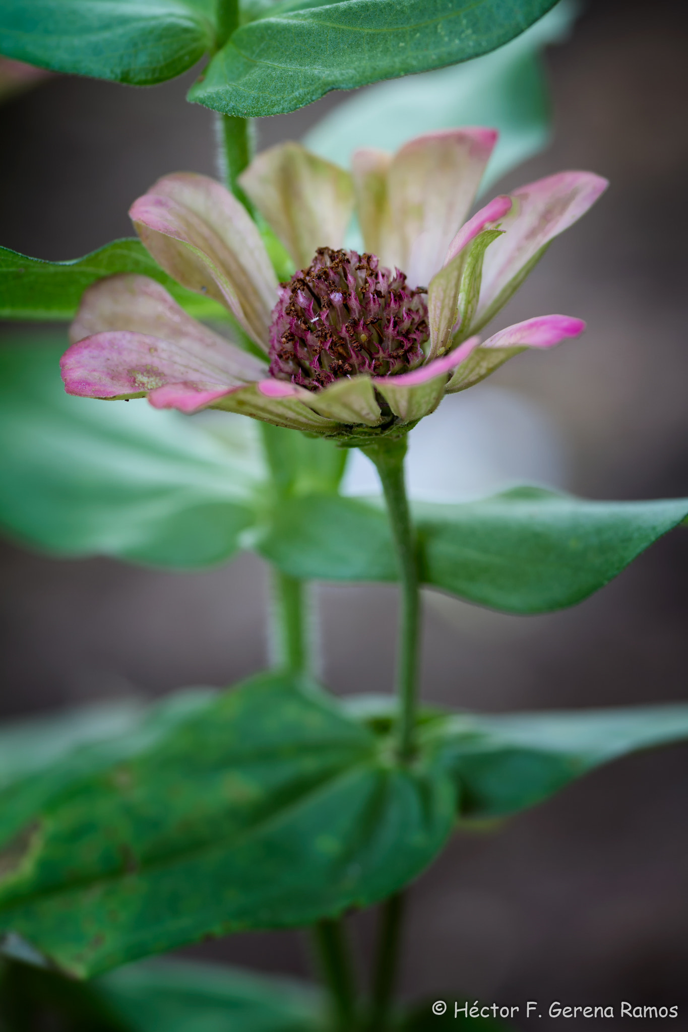 Sigma APO Macro 180mm F2.8 EX DG OS HSM sample photo. Last days photography