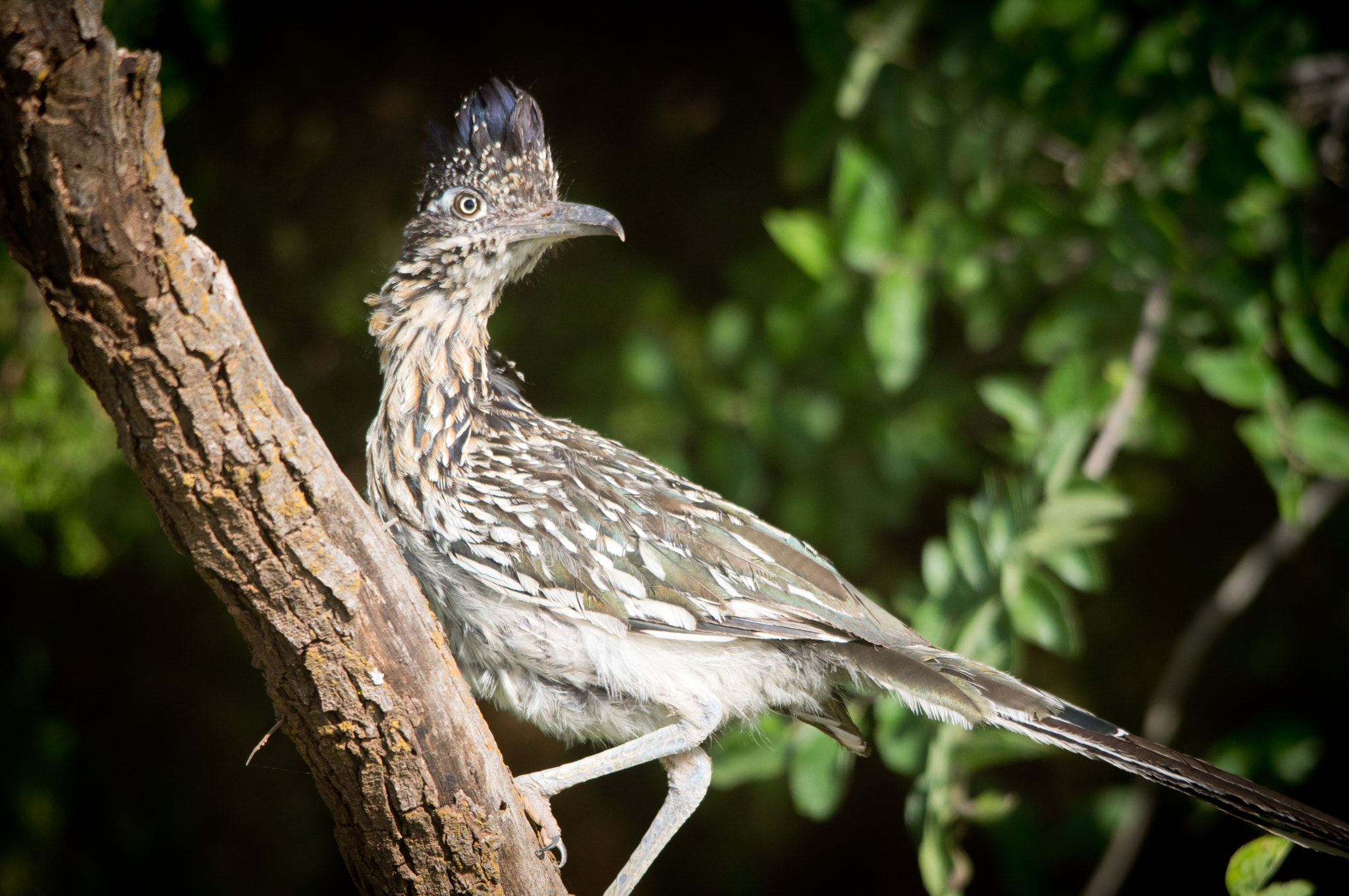 Sigma 150-500mm F5-6.3 DG OS HSM sample photo. Perched to kill photography