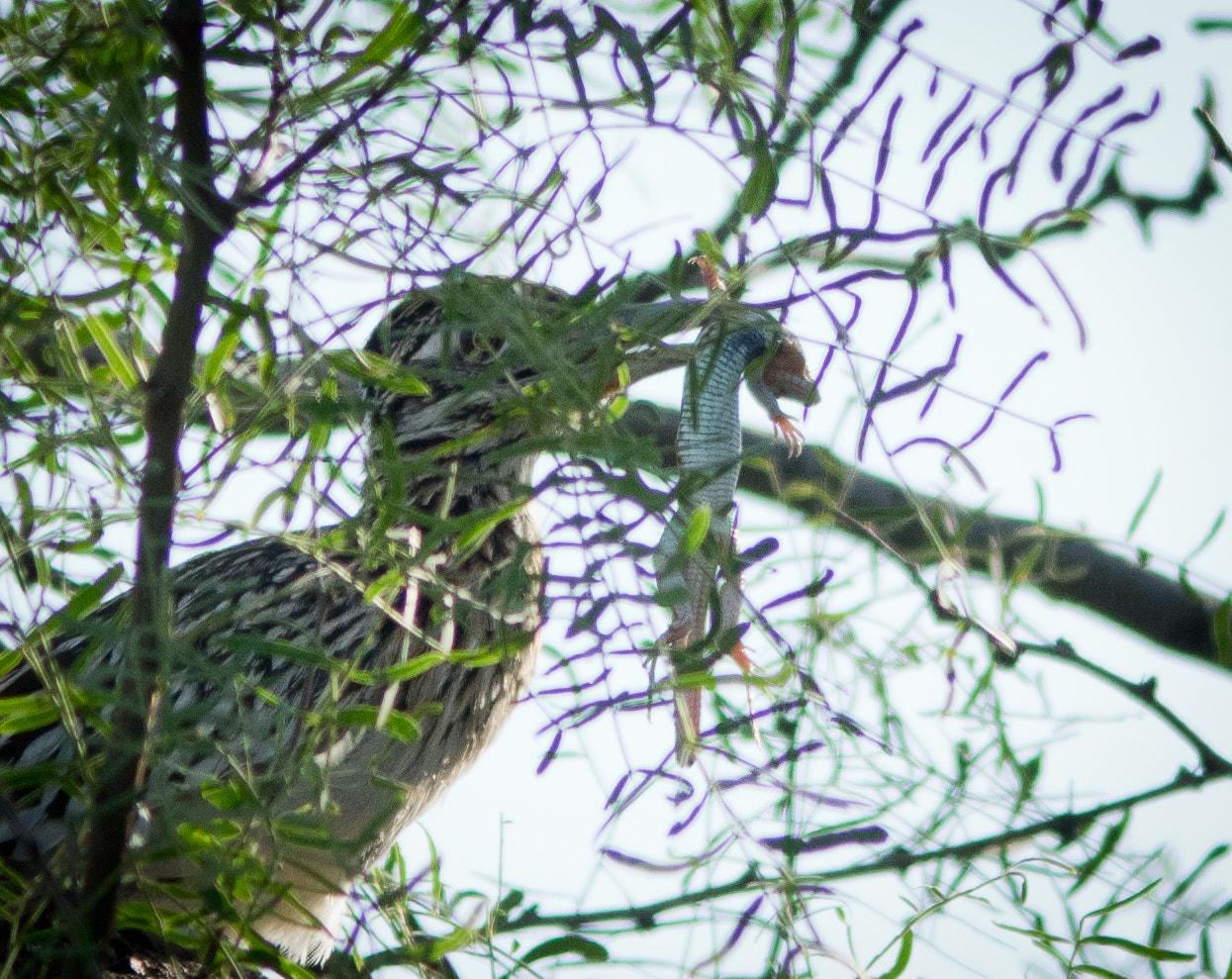 Sigma 150-500mm F5-6.3 DG OS HSM sample photo. Not your cartoon roadrunner. photography