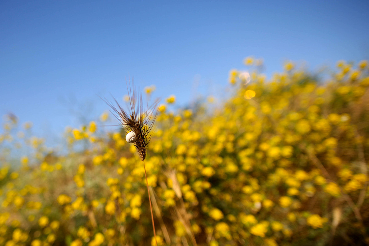 Canon EOS 5D Mark II + Sigma 20mm EX f/1.8 sample photo. *** photography