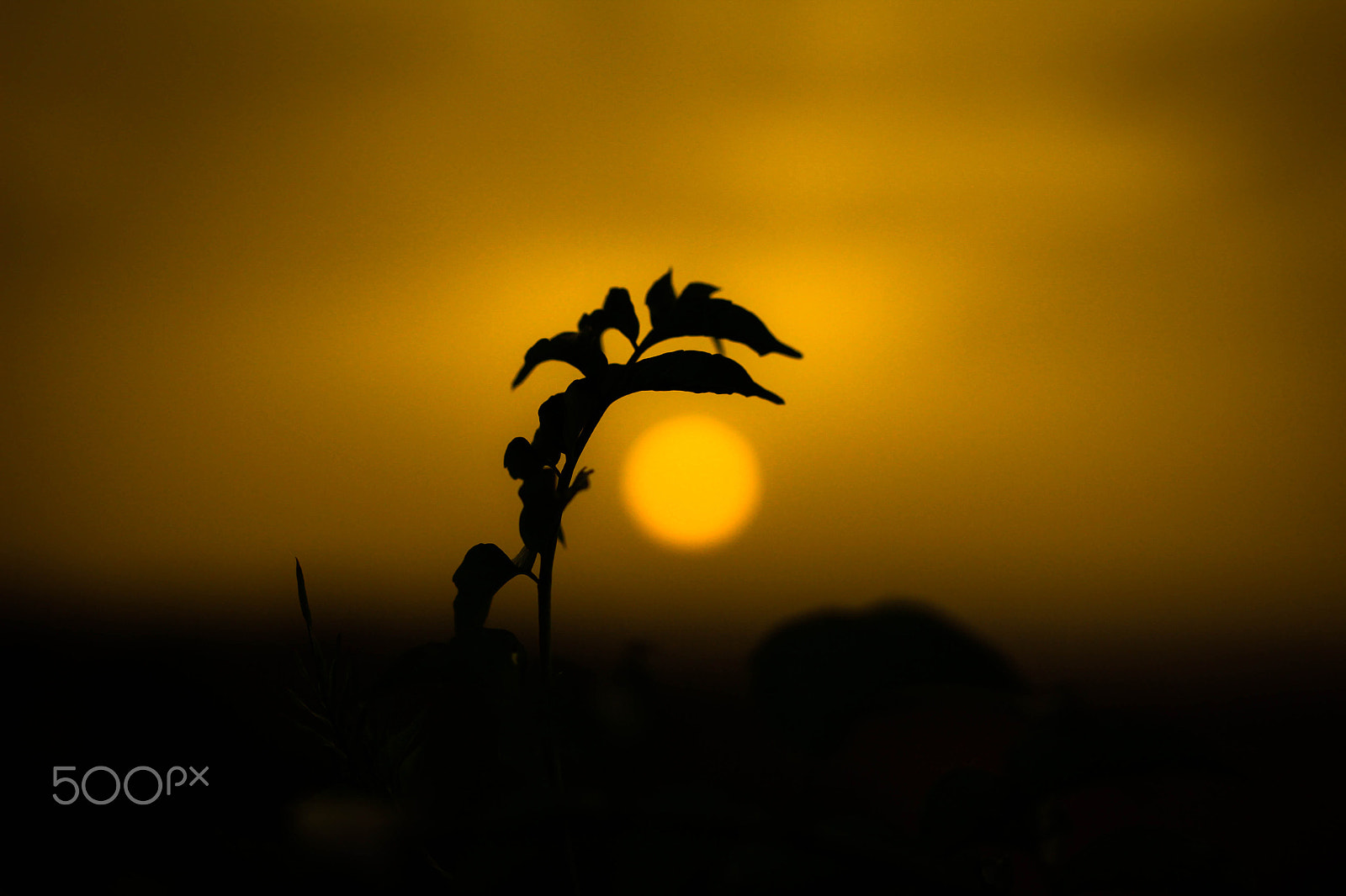 Canon EF-S 60mm F2.8 Macro USM sample photo. Sundown photography