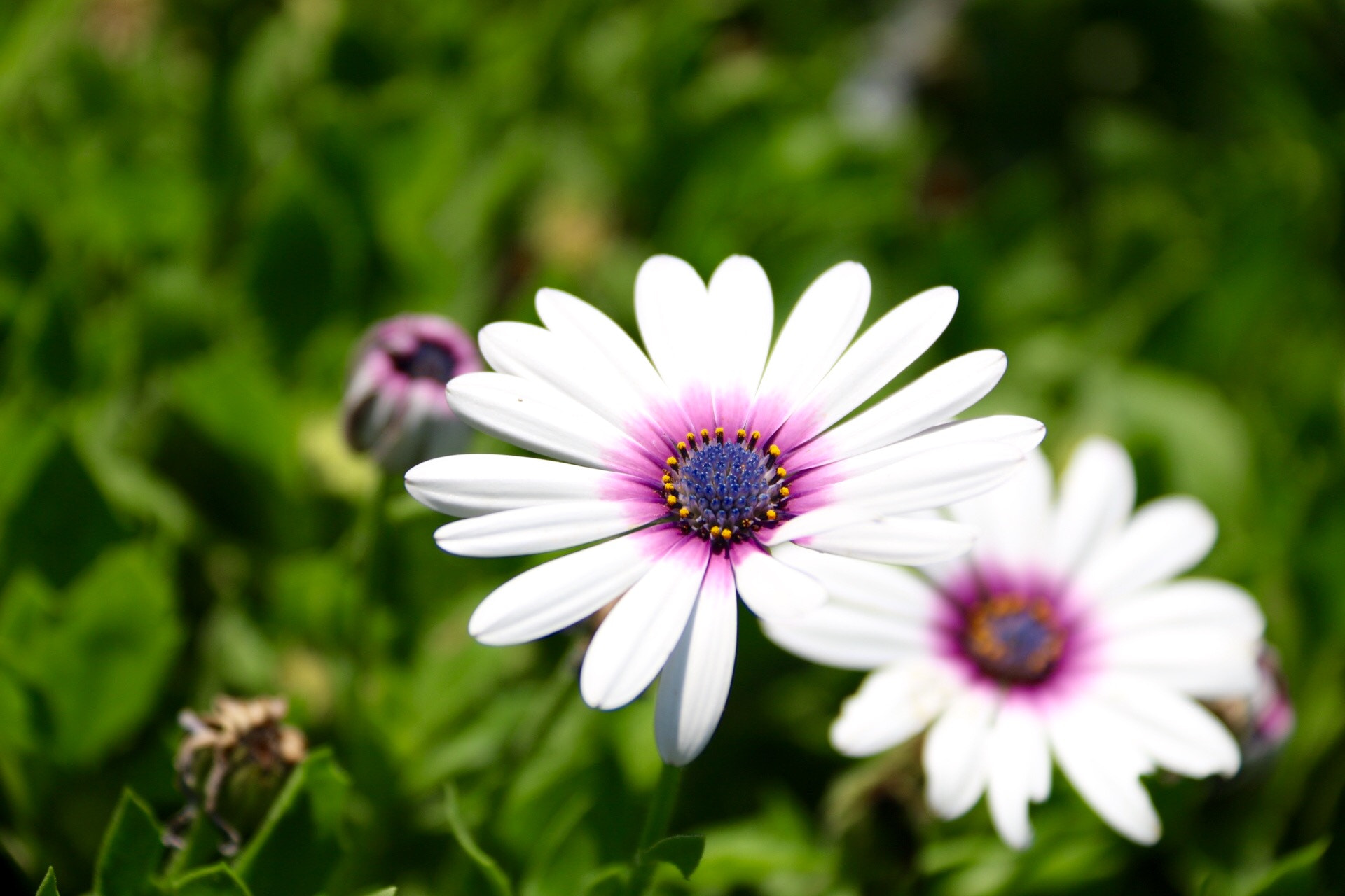 Canon EOS 70D + Canon EF-S 18-200mm F3.5-5.6 IS sample photo. Little white photography