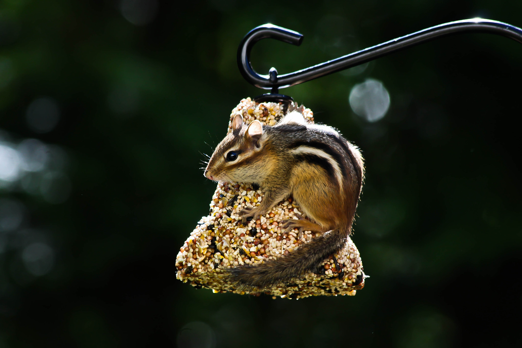 Canon EF 70-300mm F4-5.6 IS USM sample photo. Chipmunk photography